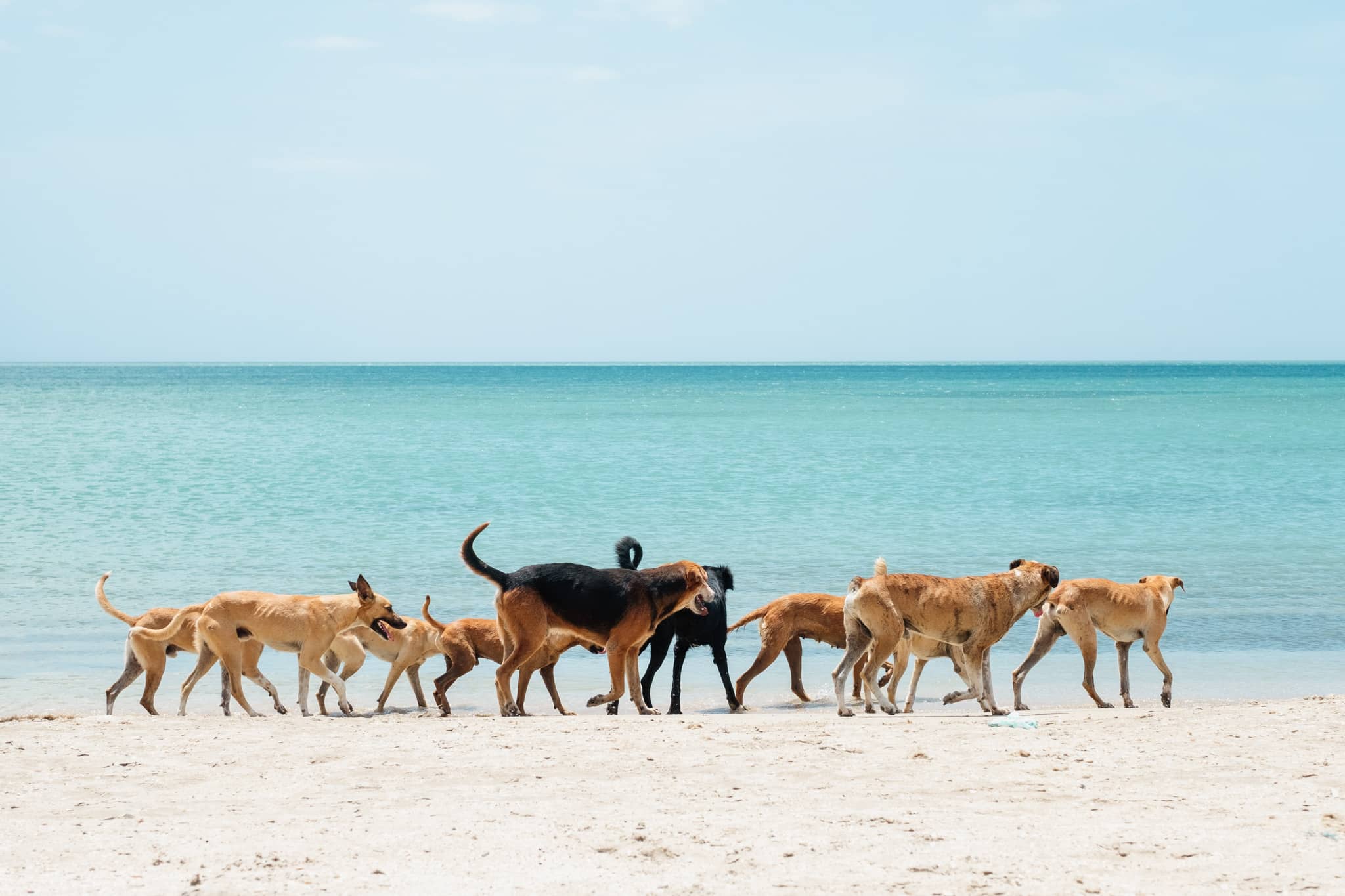 cabo de la vella chiens