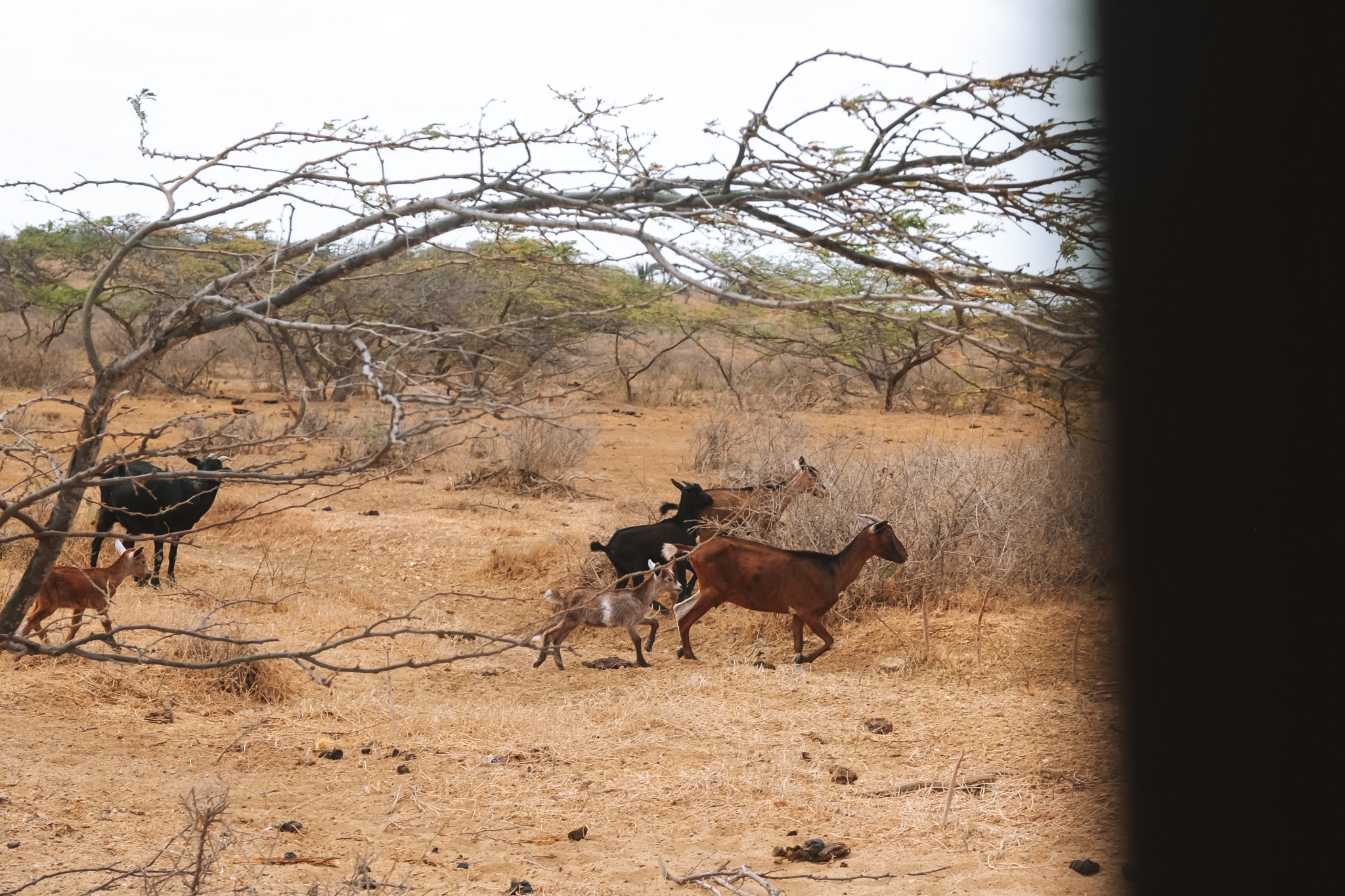 chevres dans le desert