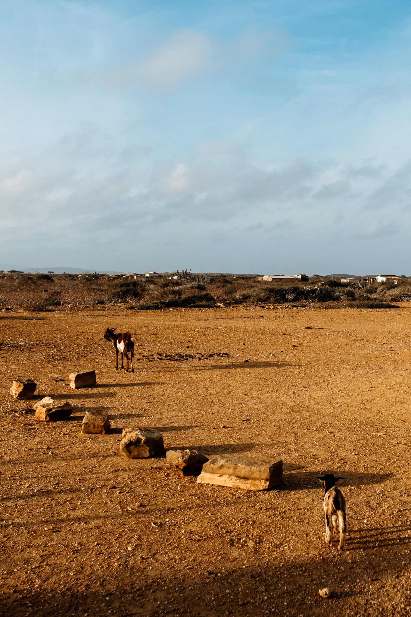 biques dans le desert