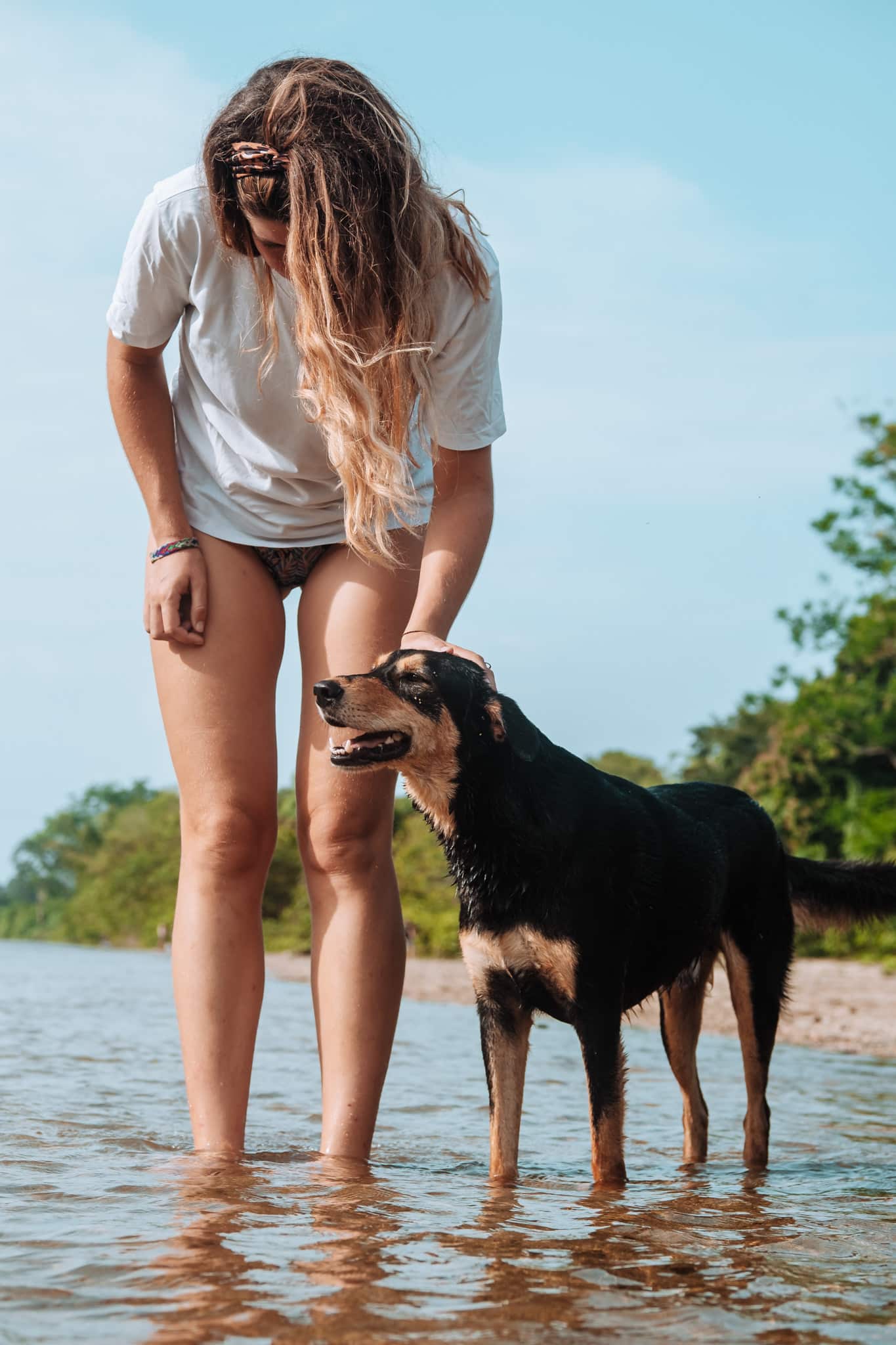 balade dog shelter palomino
