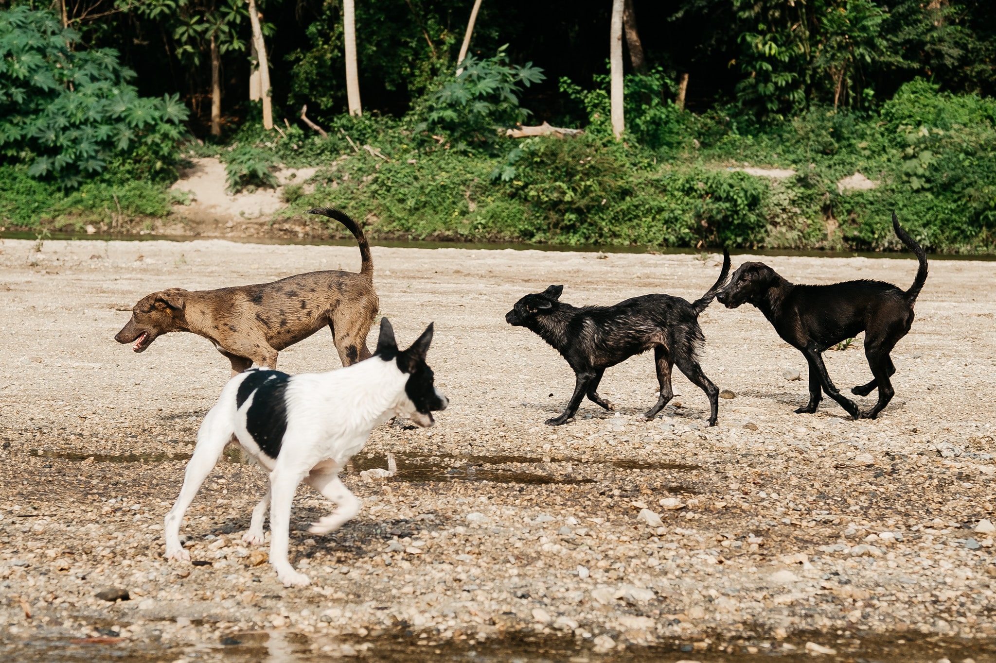 chiens heureux balade sierra nevada