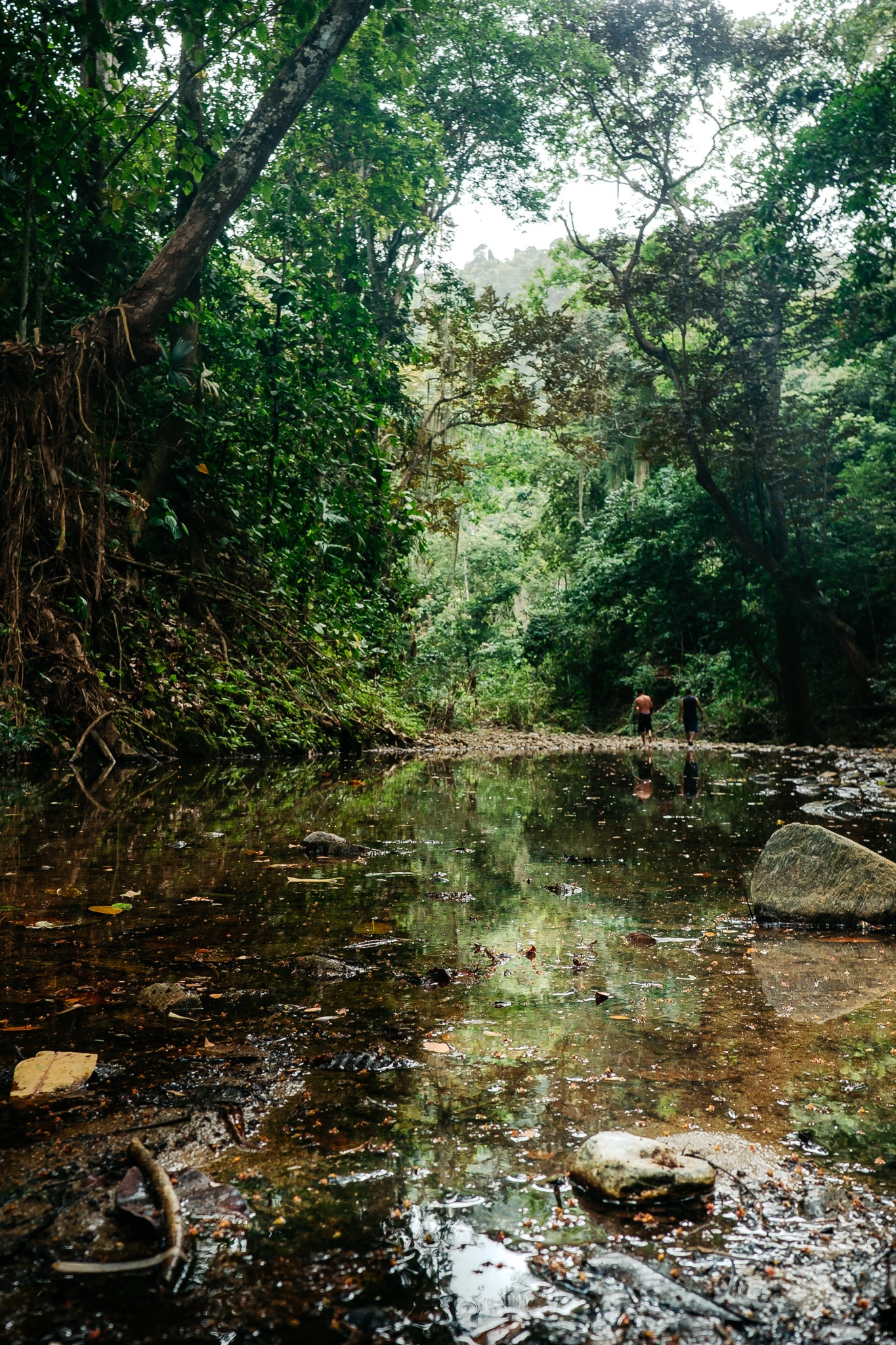 promenade jungle sierra nevada
