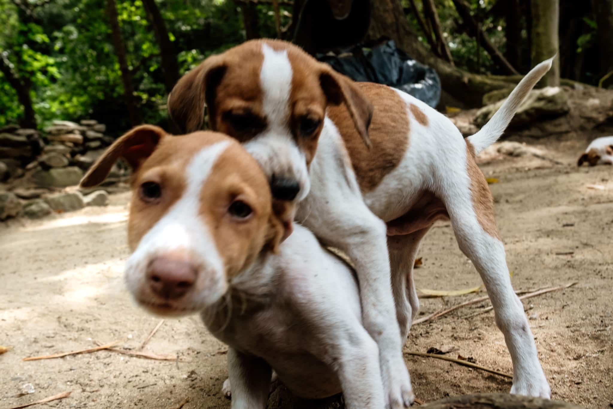 bébé chien colombie