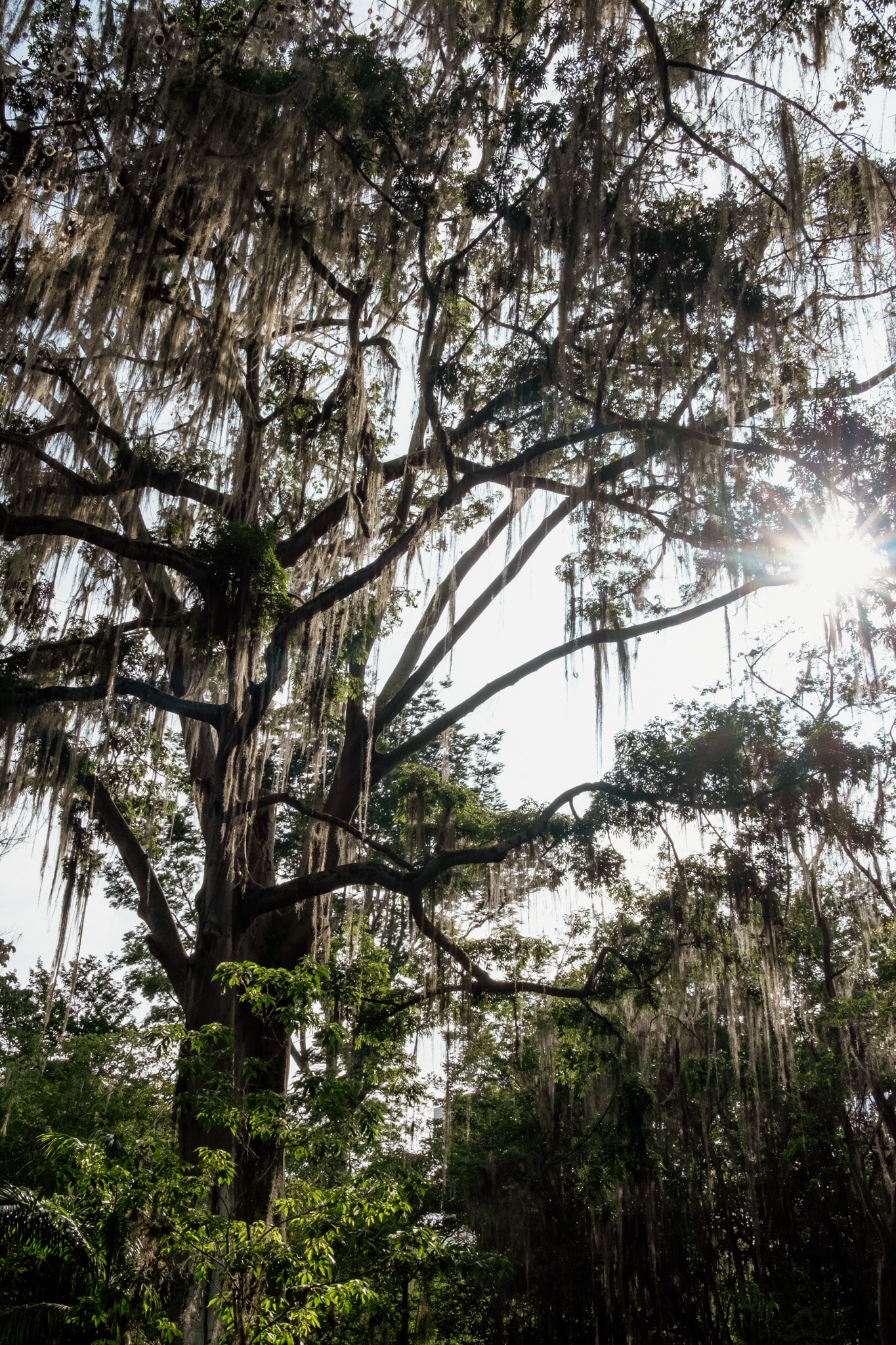 lumiere arbres jardin botanique San gil