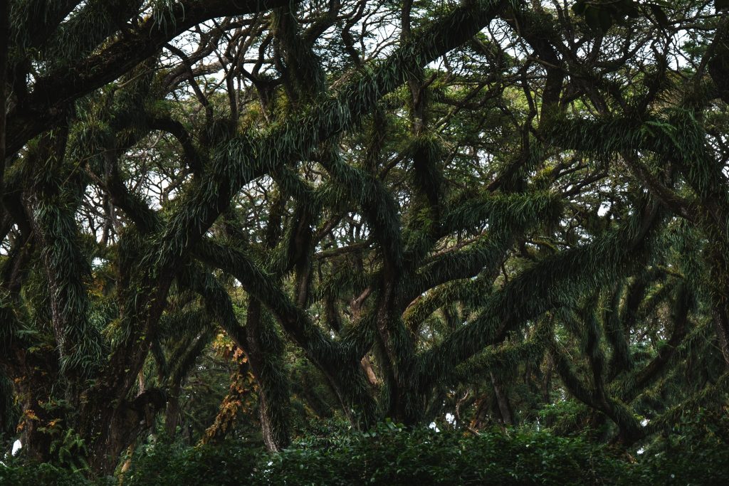 details foret de djawantan