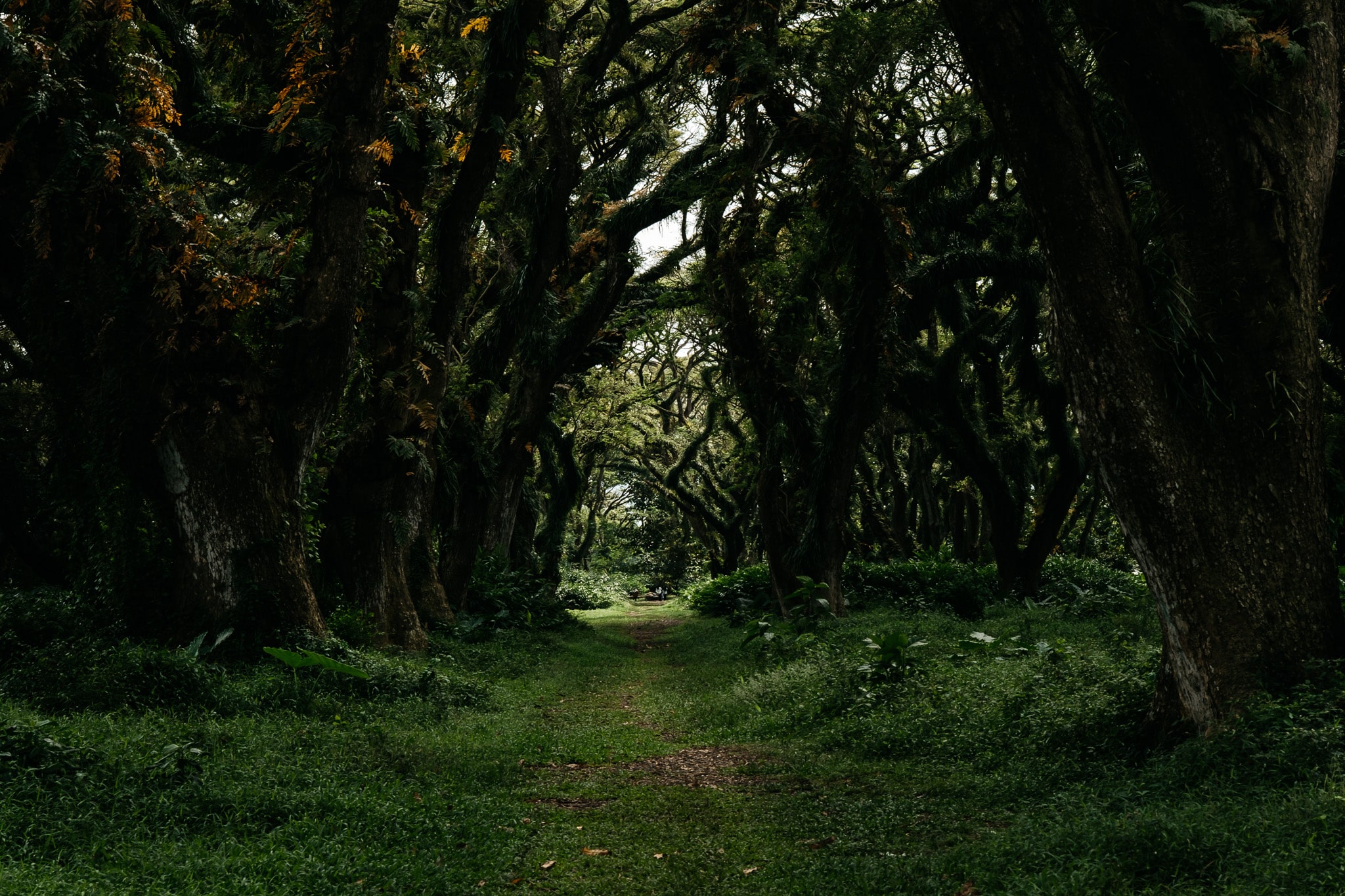 visiter la foret de djawatan en indonesie