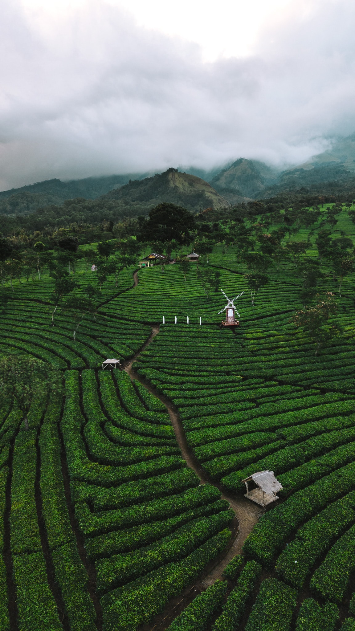 tea plantation drone shot malang