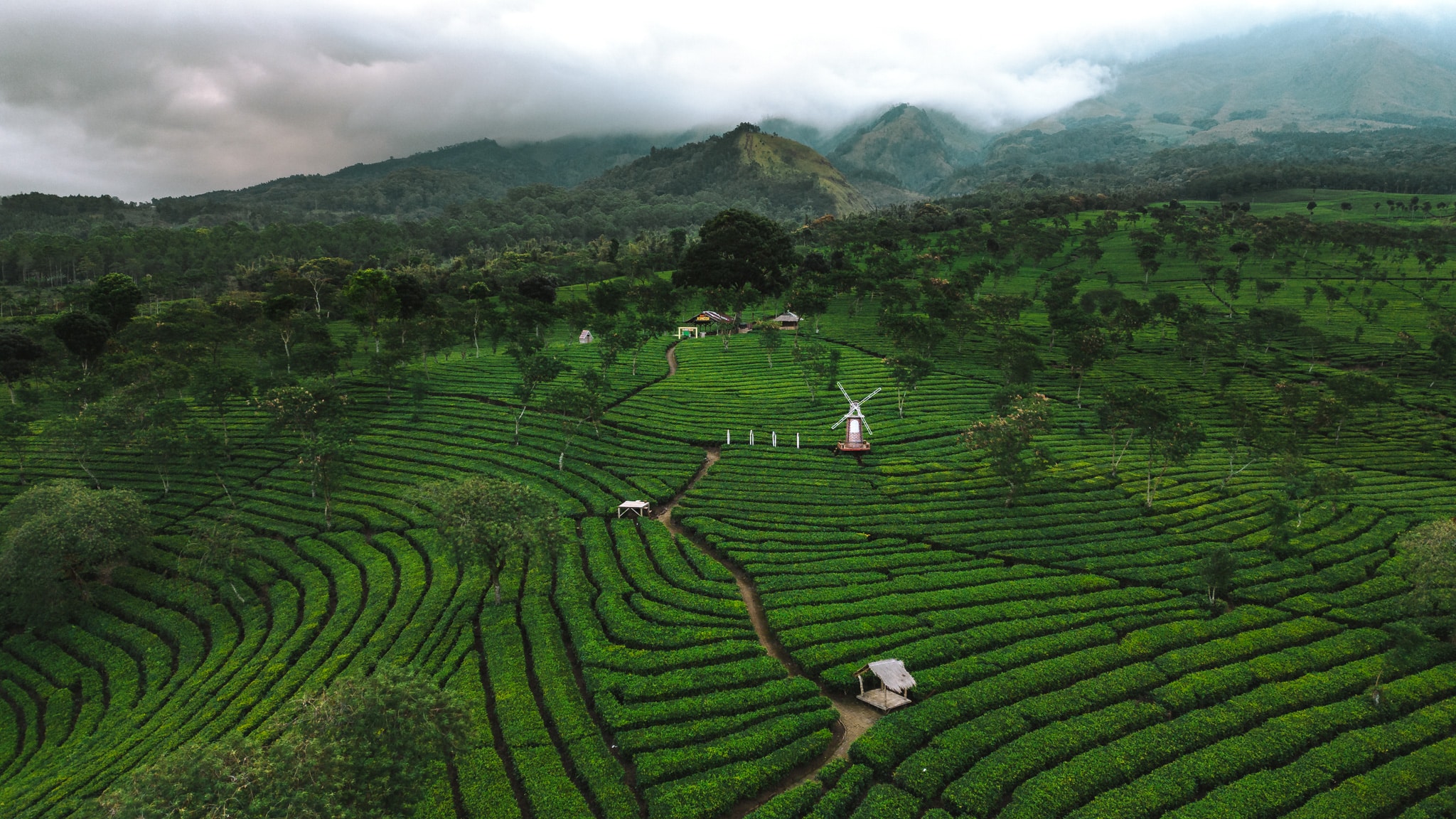 tea plantation malang