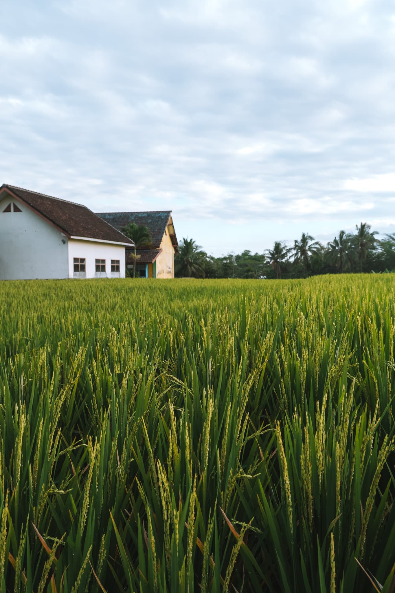 rizieres campagne malang