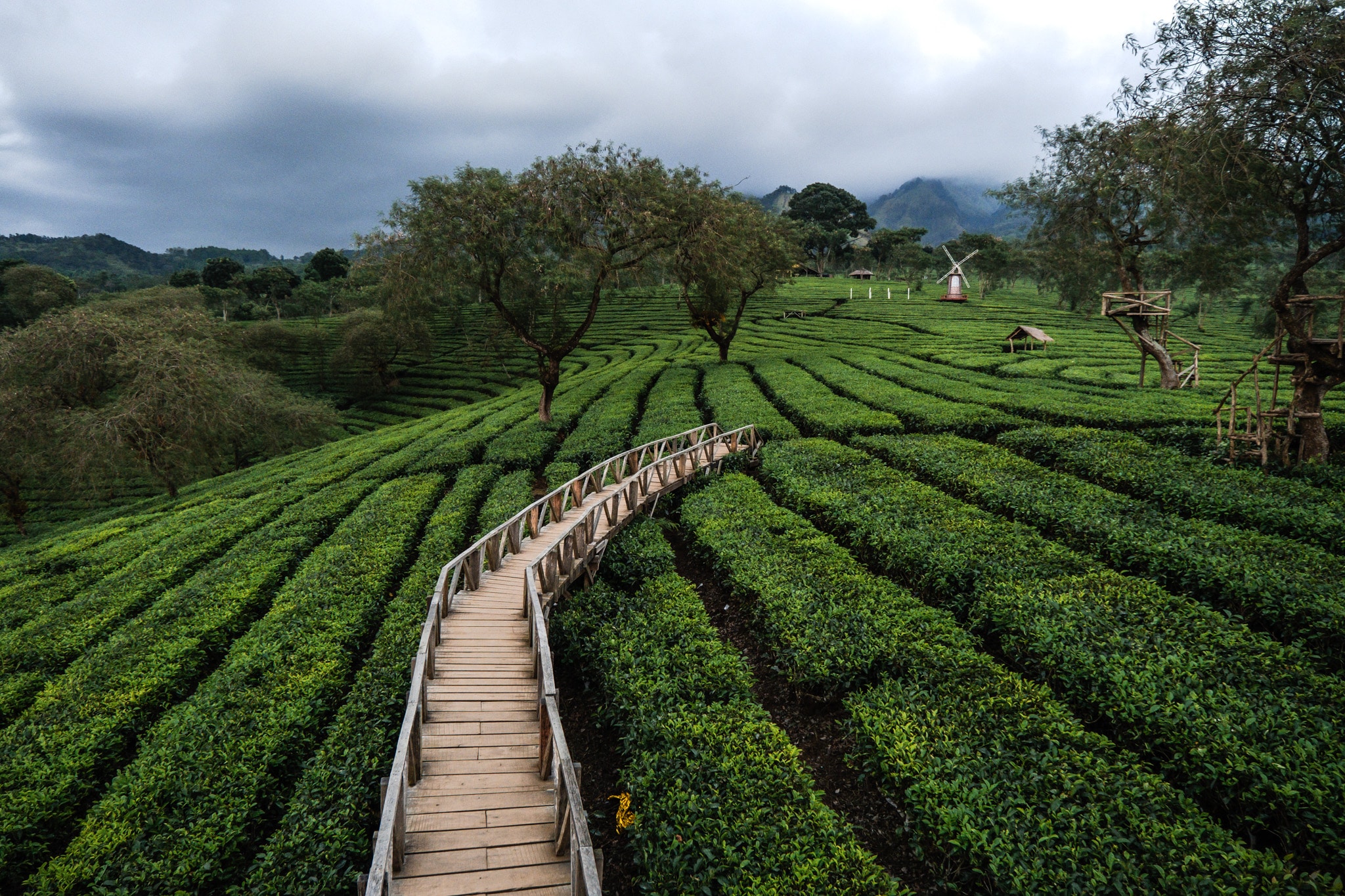 vue plantation de the malang indonesie