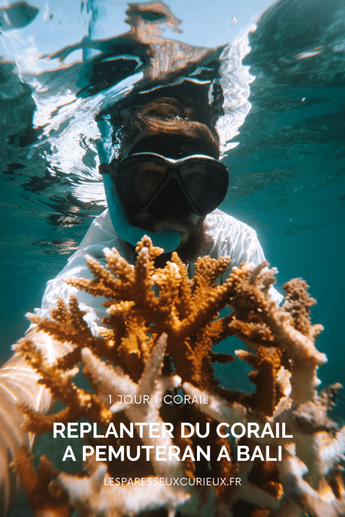 replanter du corail a pemuteran au nord de bali