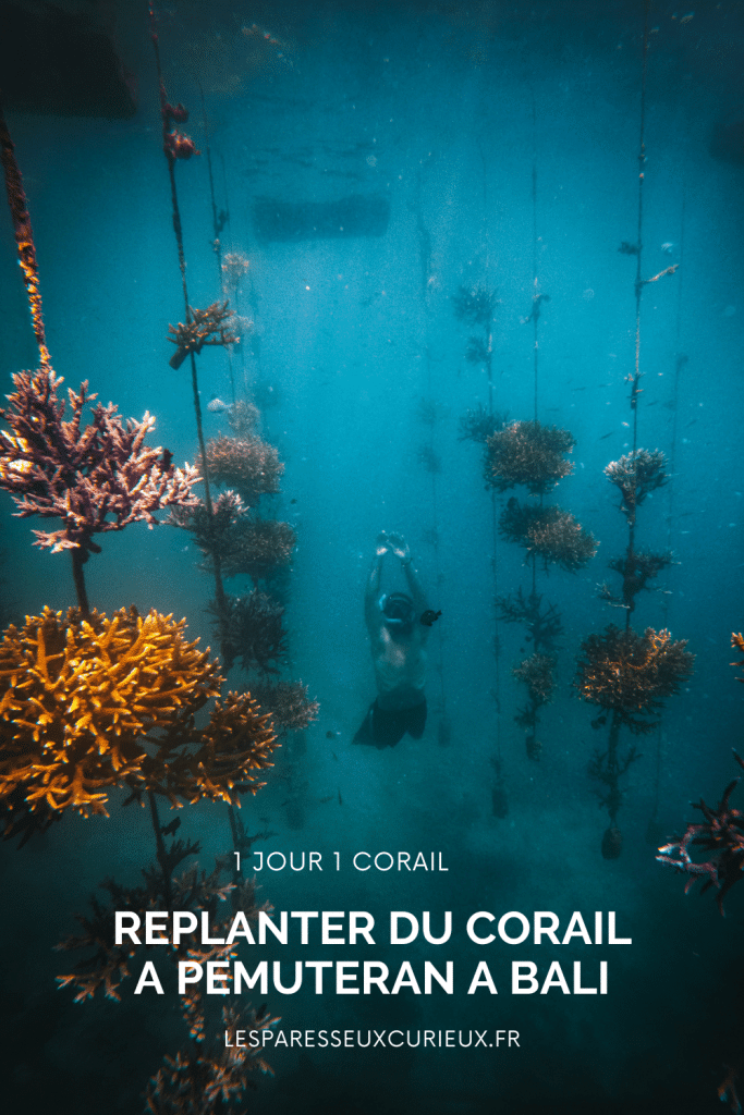 on est allé replanter du corail à Pemuteran au Nord de Bali !