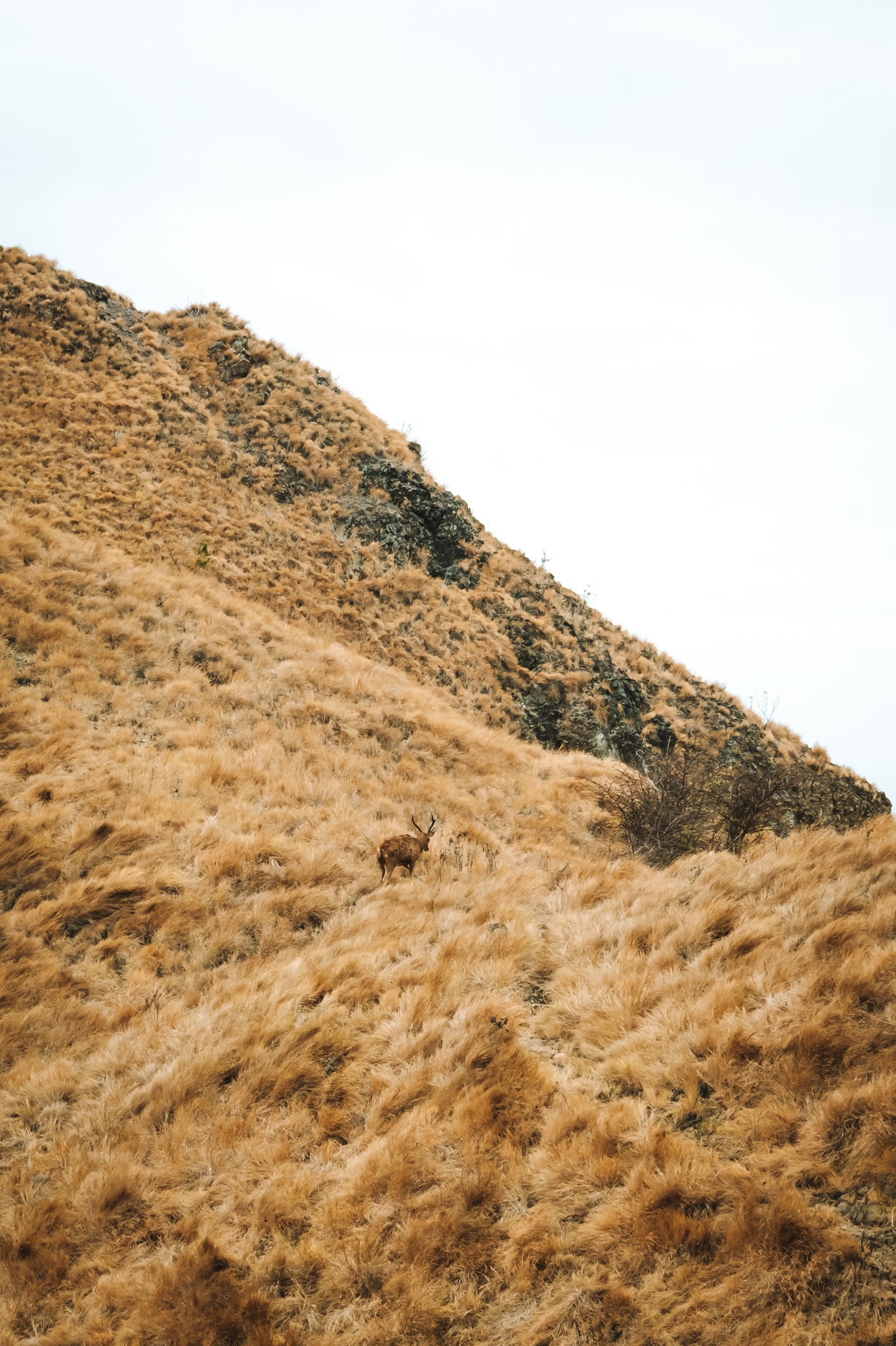 padar island un cerf