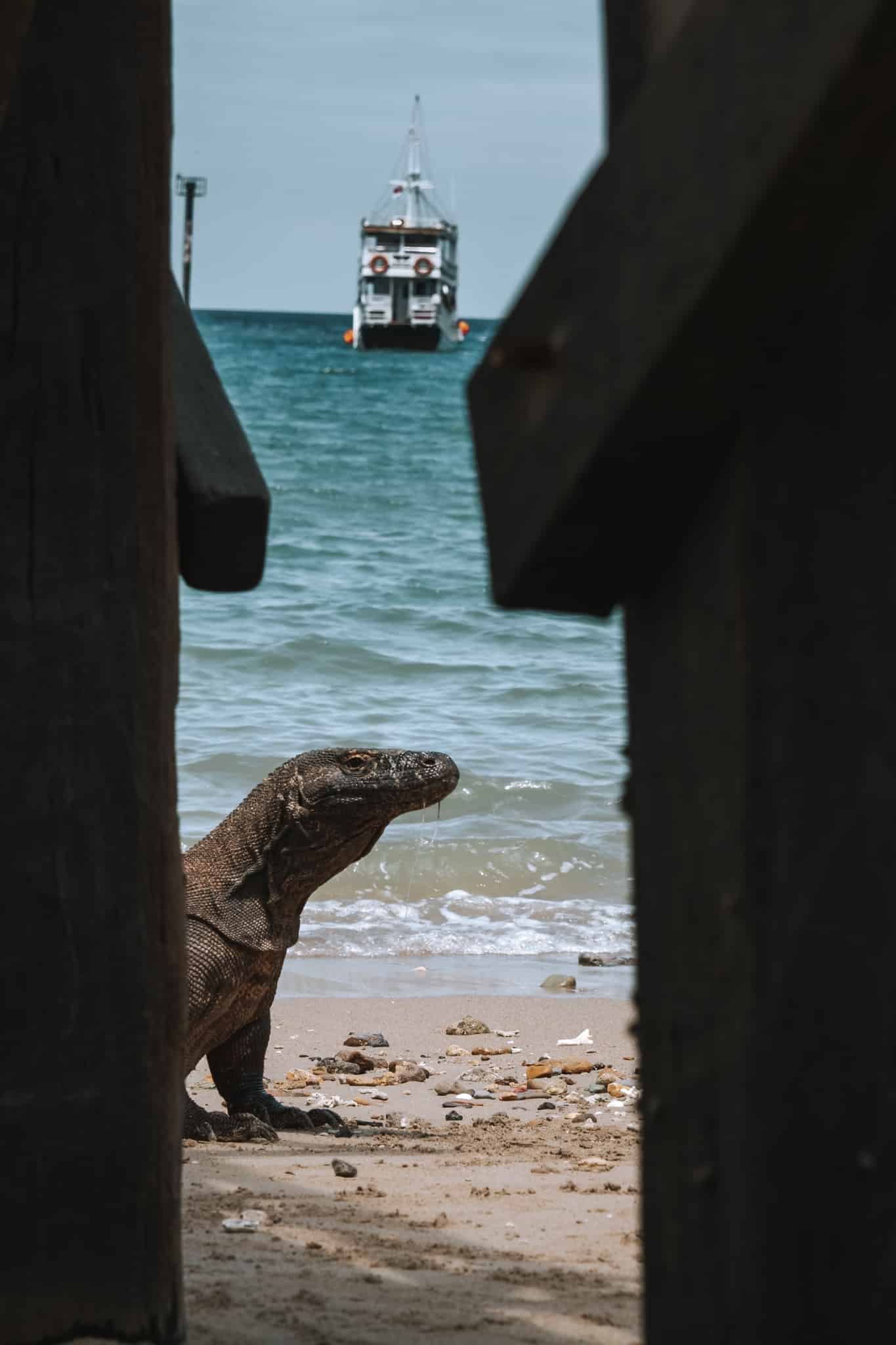 portrait dragon komodo