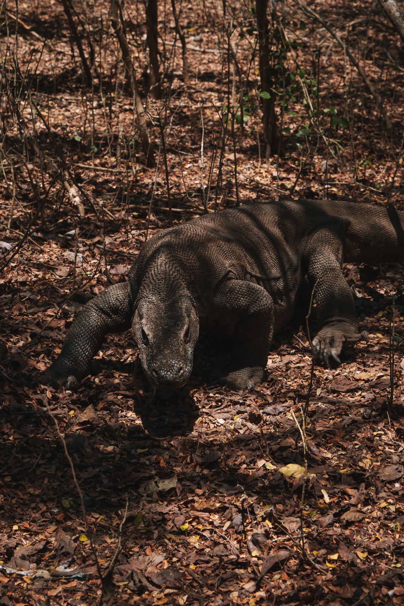 vitesse dragon de komodo