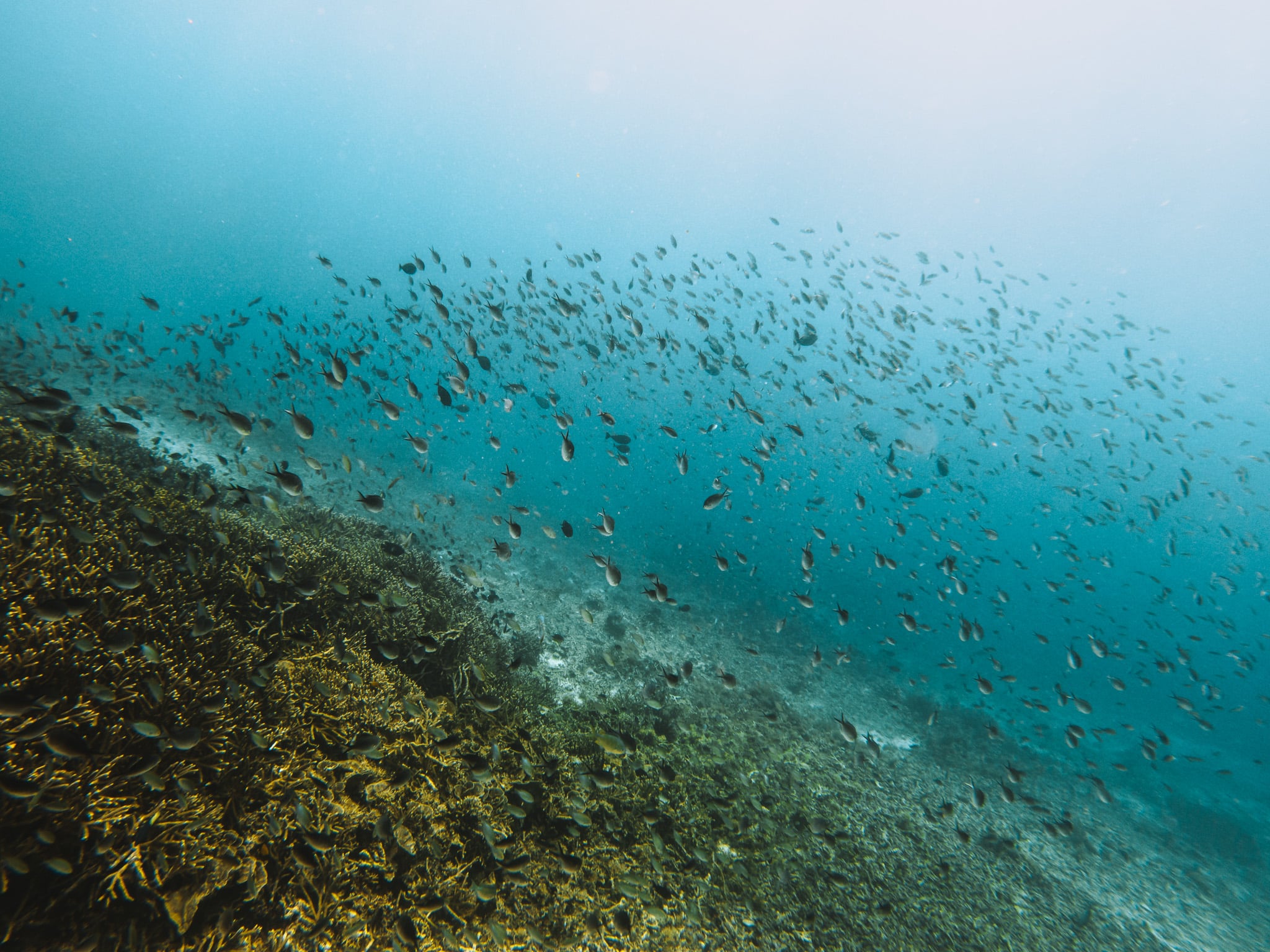 faire du snorkeling aux iles de komodo