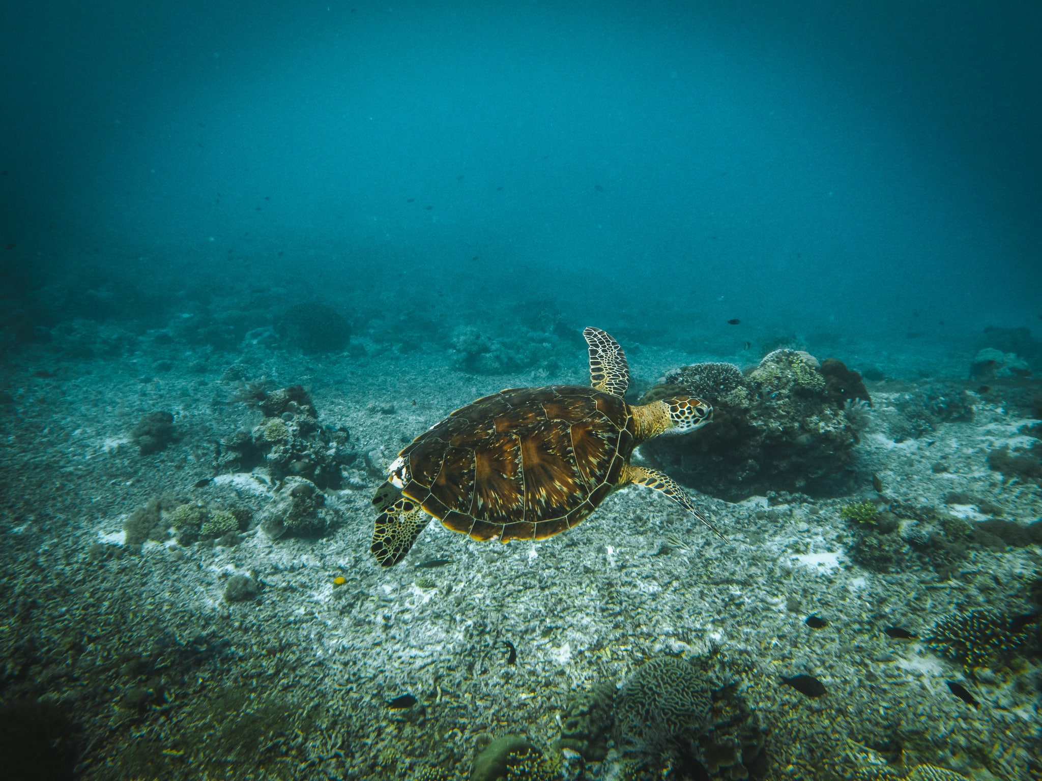 nager avec des tortues komodo archipel