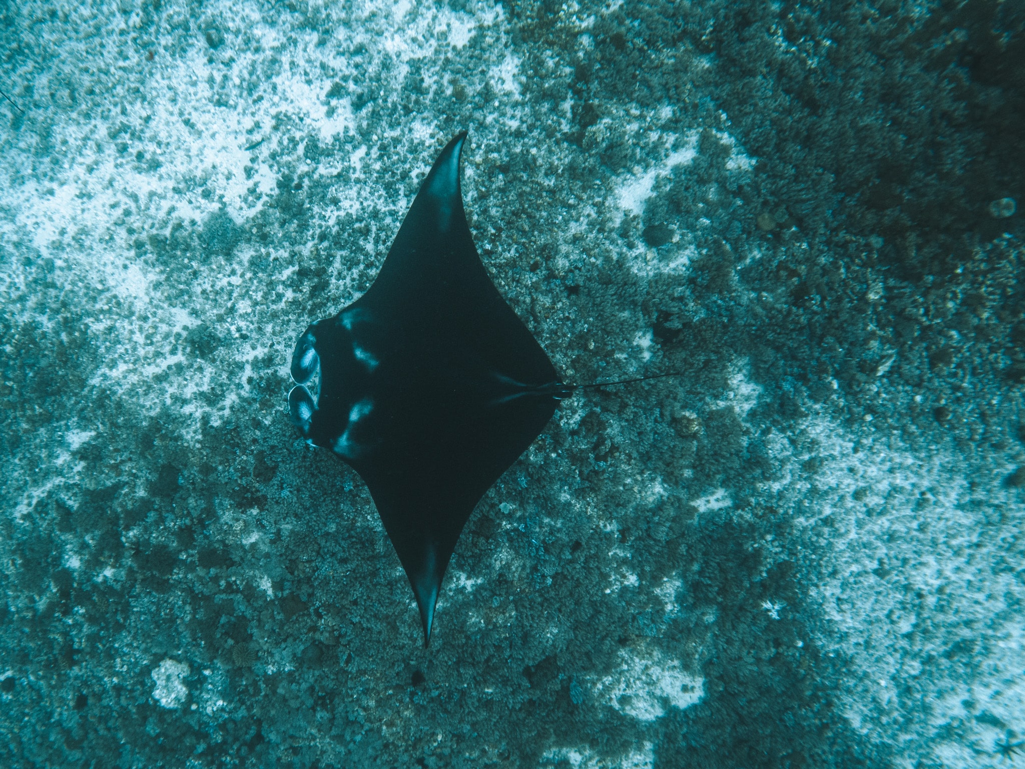 ile komodo nager avec mantas