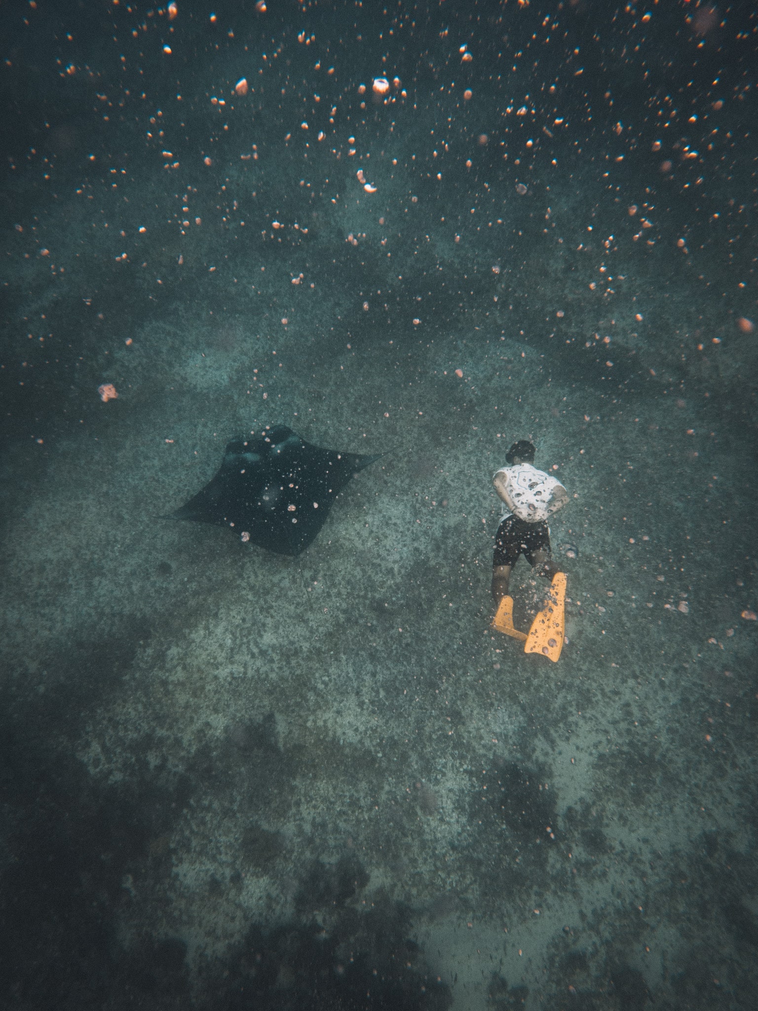 snorkeling manta iles komodo croisiere