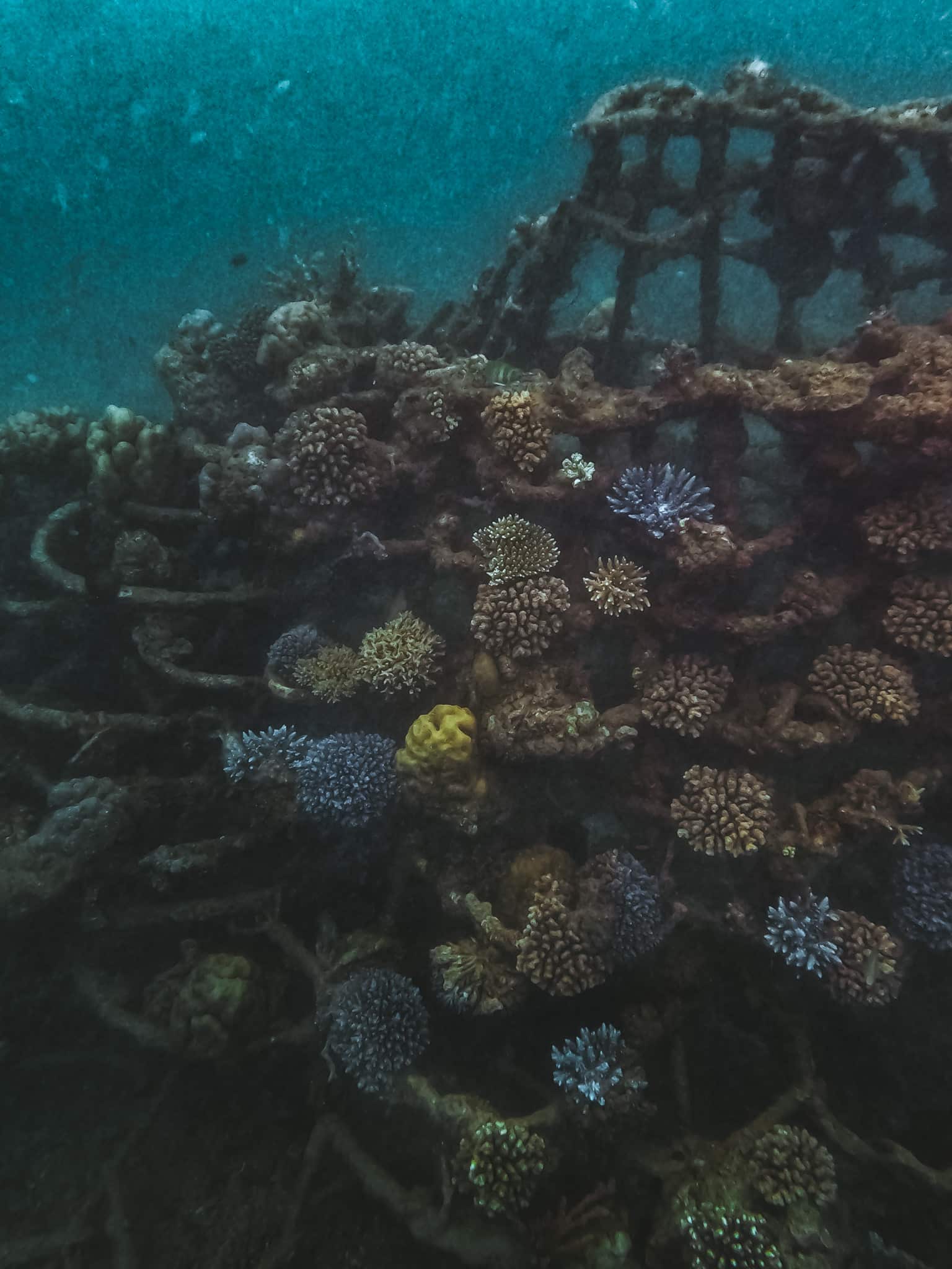 structure biorock snorkeling