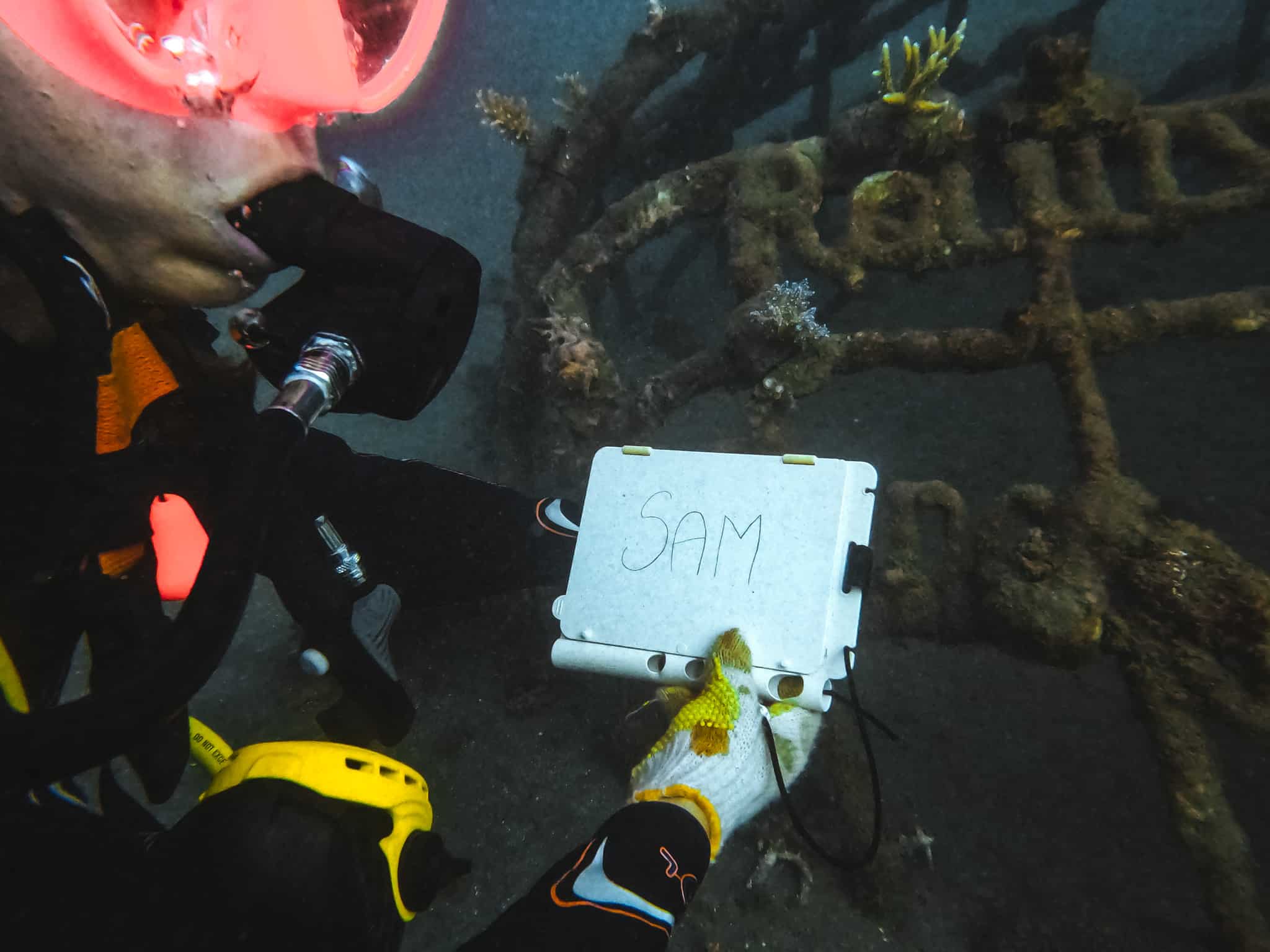 replantation corail pemuteran biorock