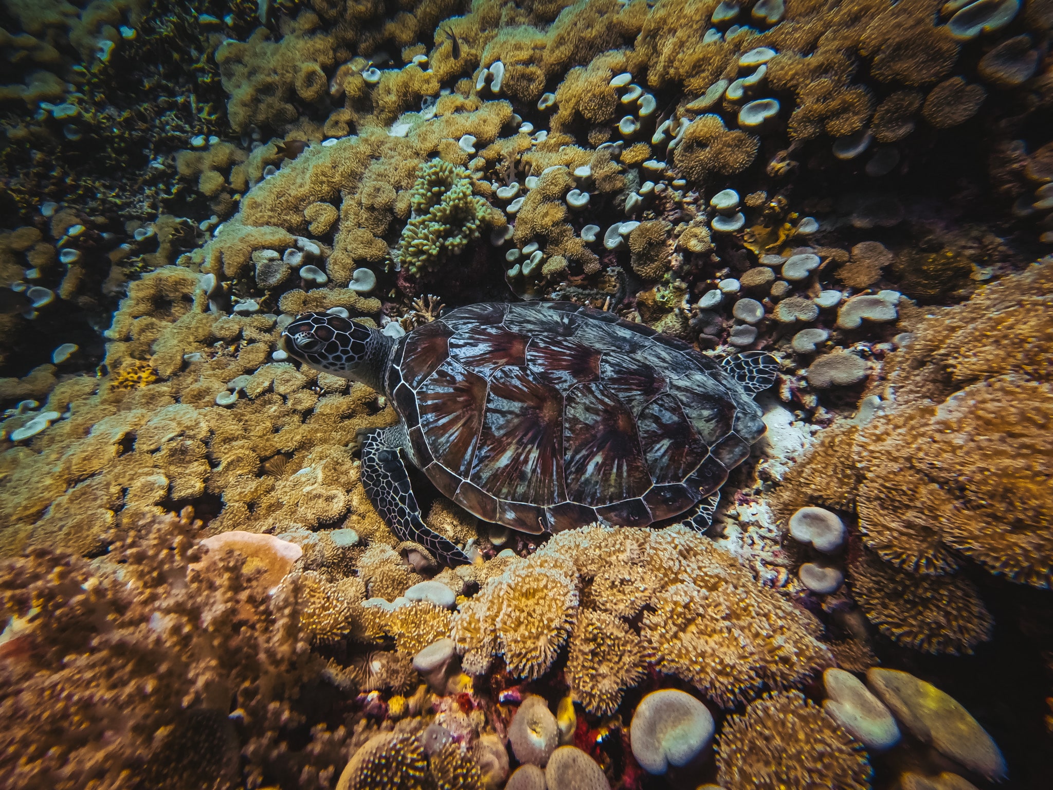 fonds marins exceptionnel nord bali