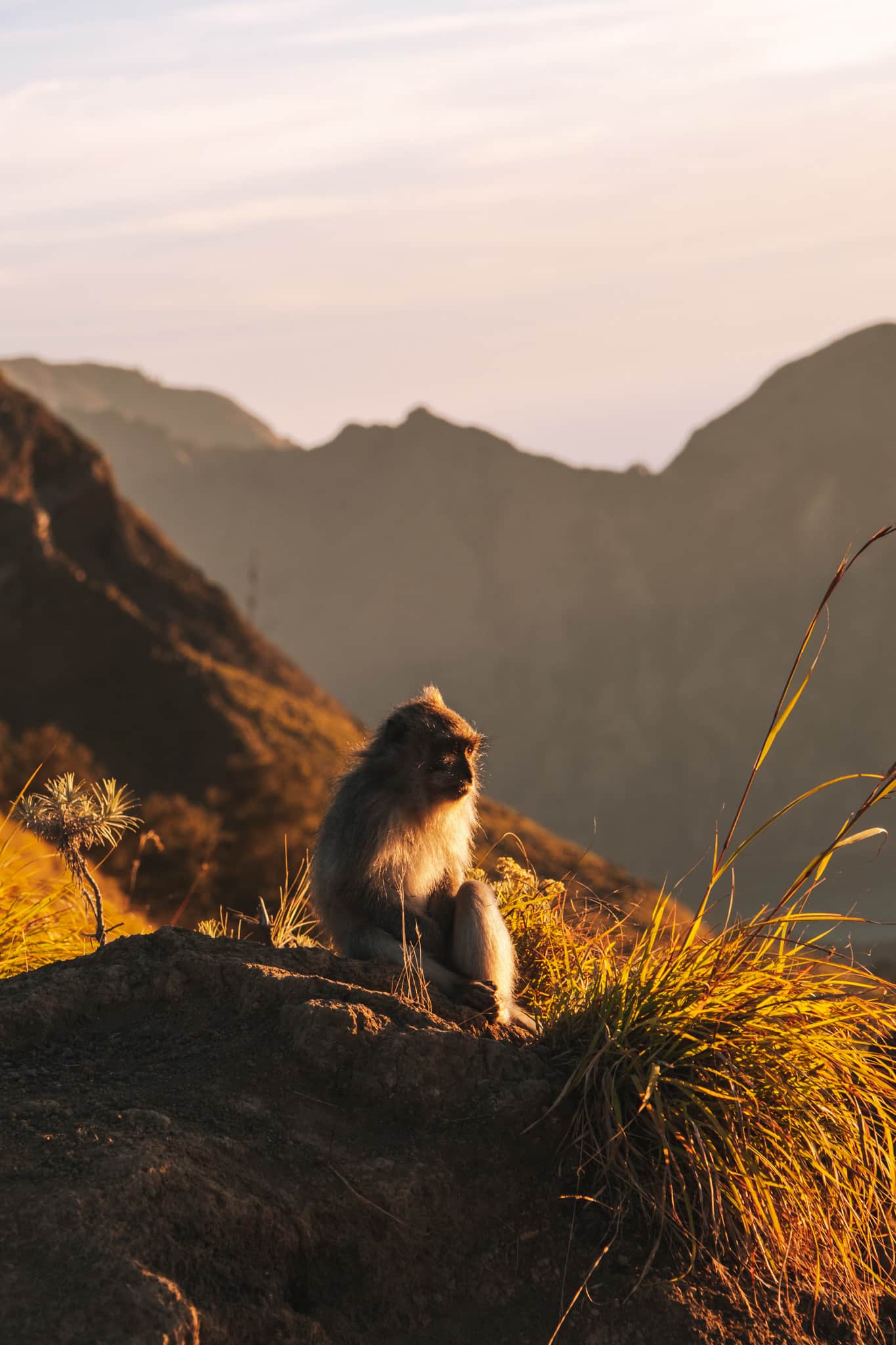 coucher de soleil et singe