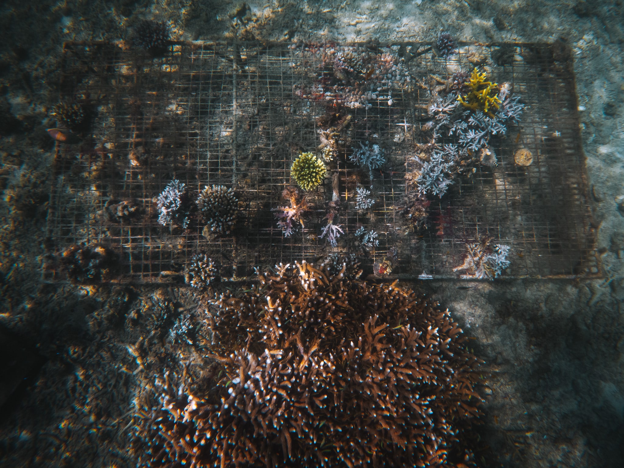 nurserie corail pemuteran bali