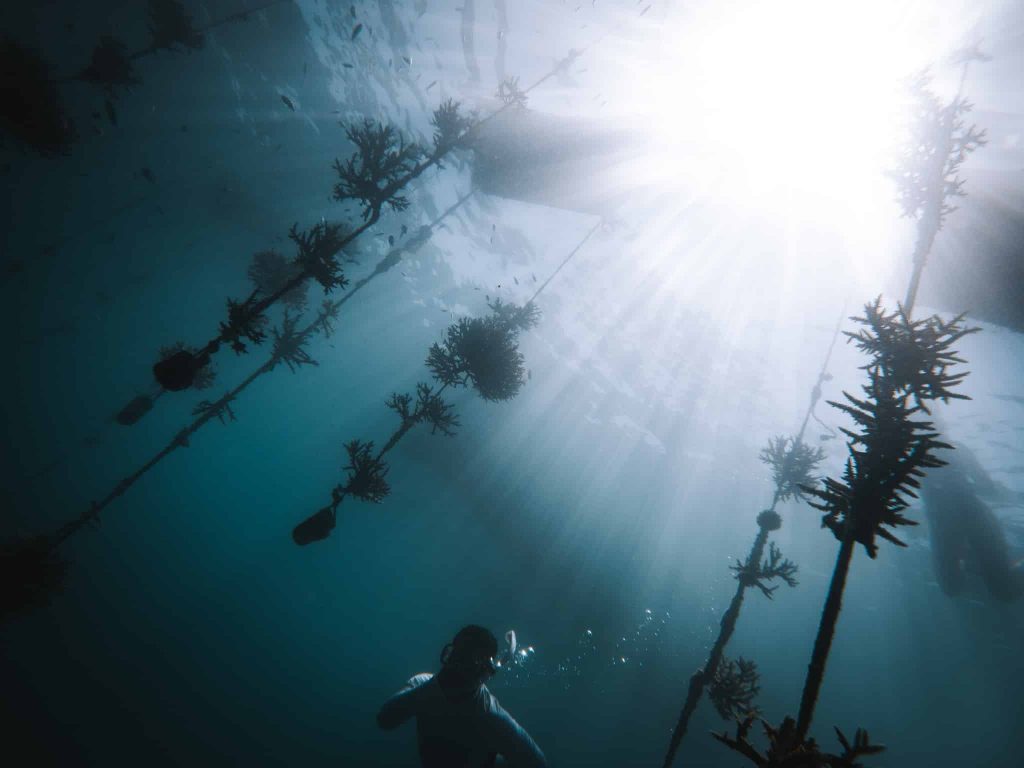 pemuteran bali corail