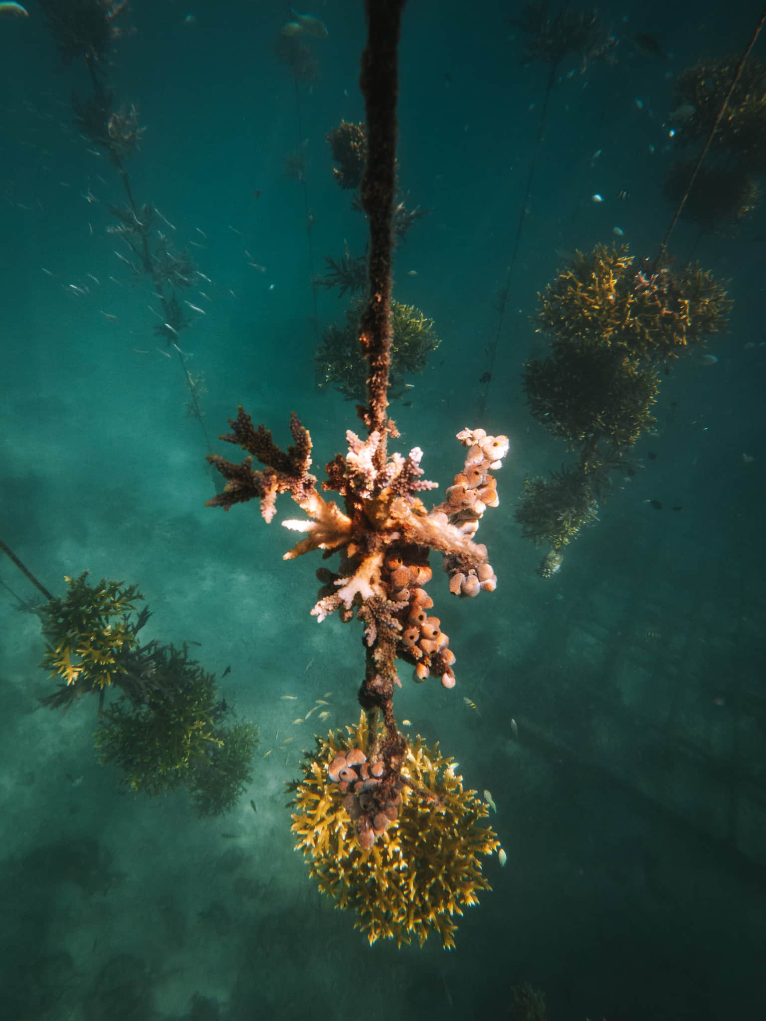 replanter du corail à pemuteran bali