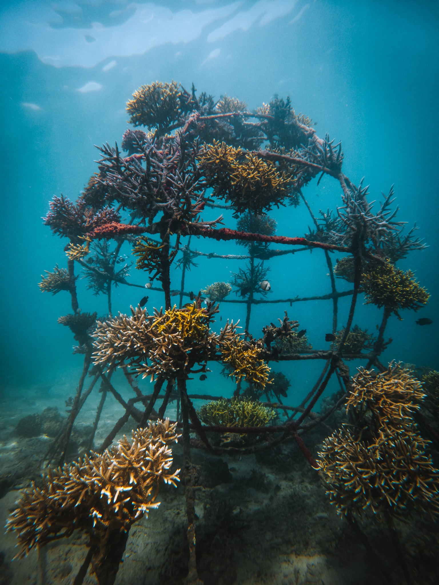 metamorfosa pemuteran bali corail