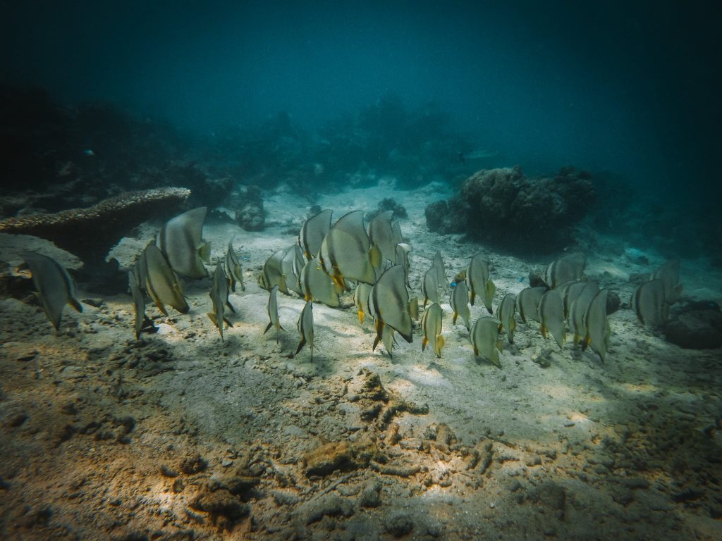 poissons pemuteran bali