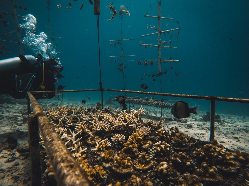 coral catch gili air