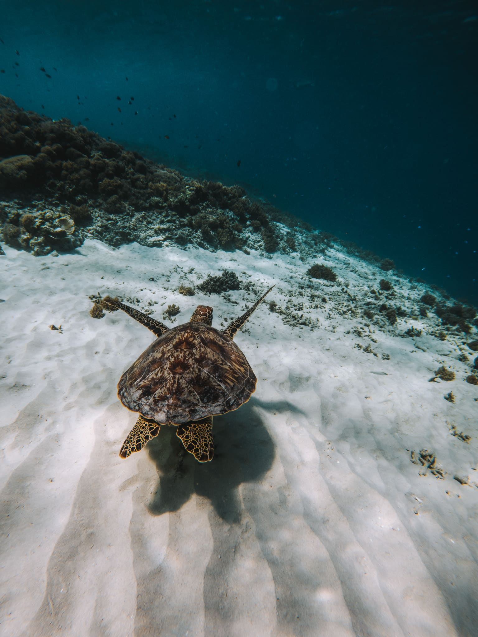 voir des tortues a bali