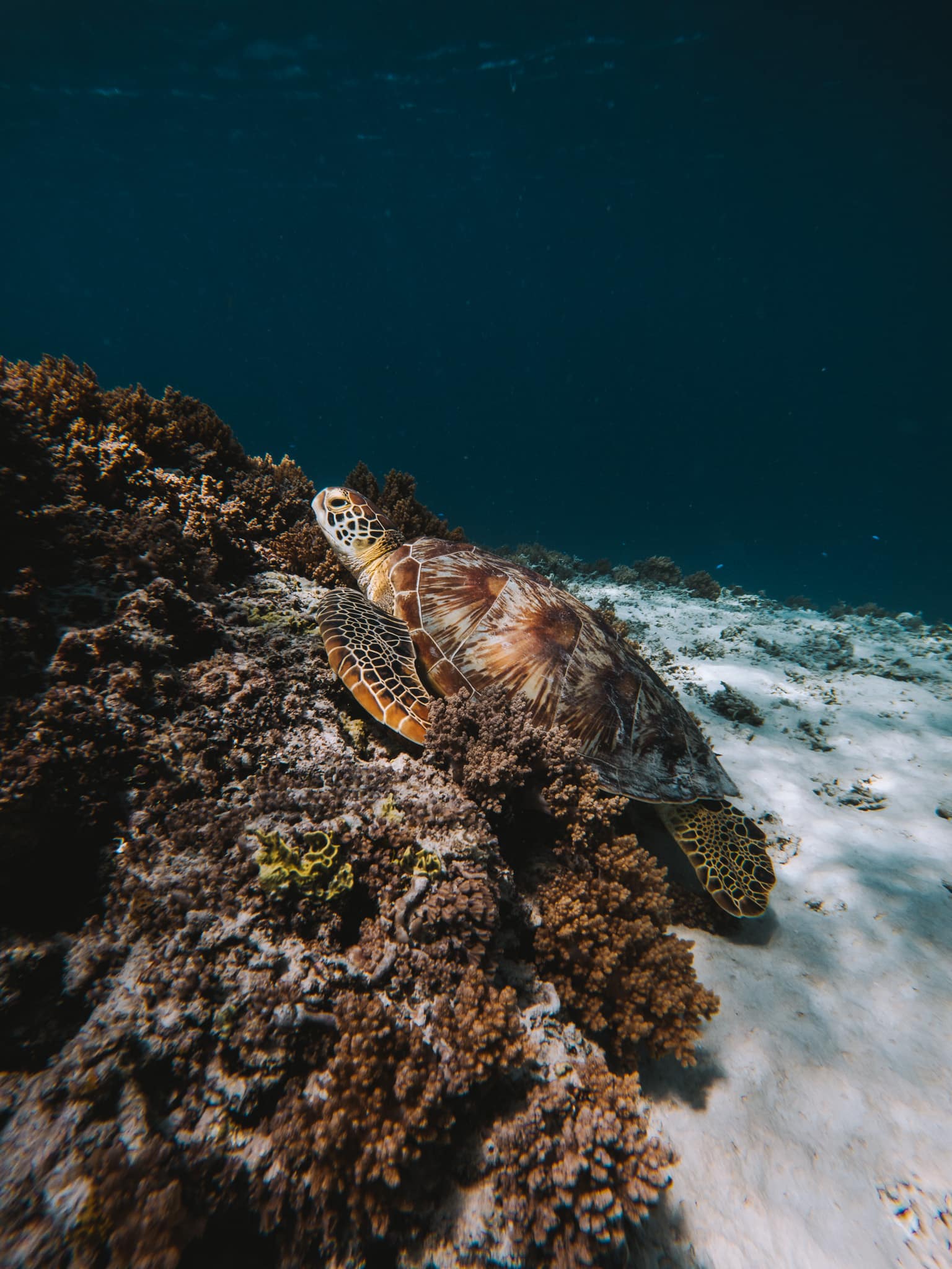 snorkeling turtle point gili t