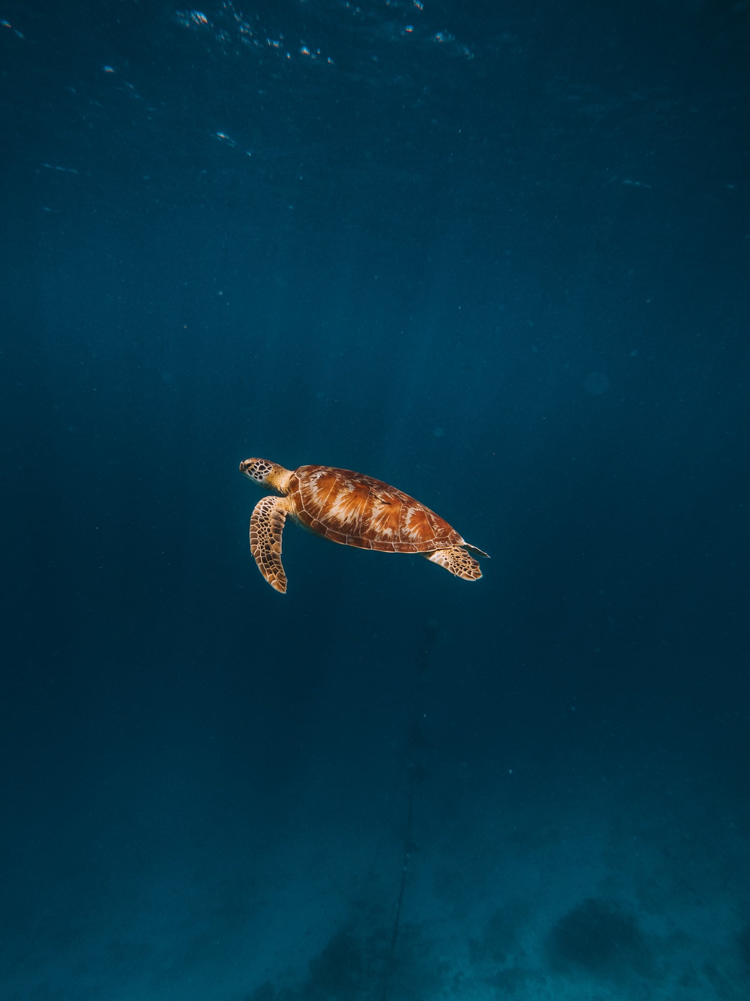 tortues snorkeling iles gili T Air Meno