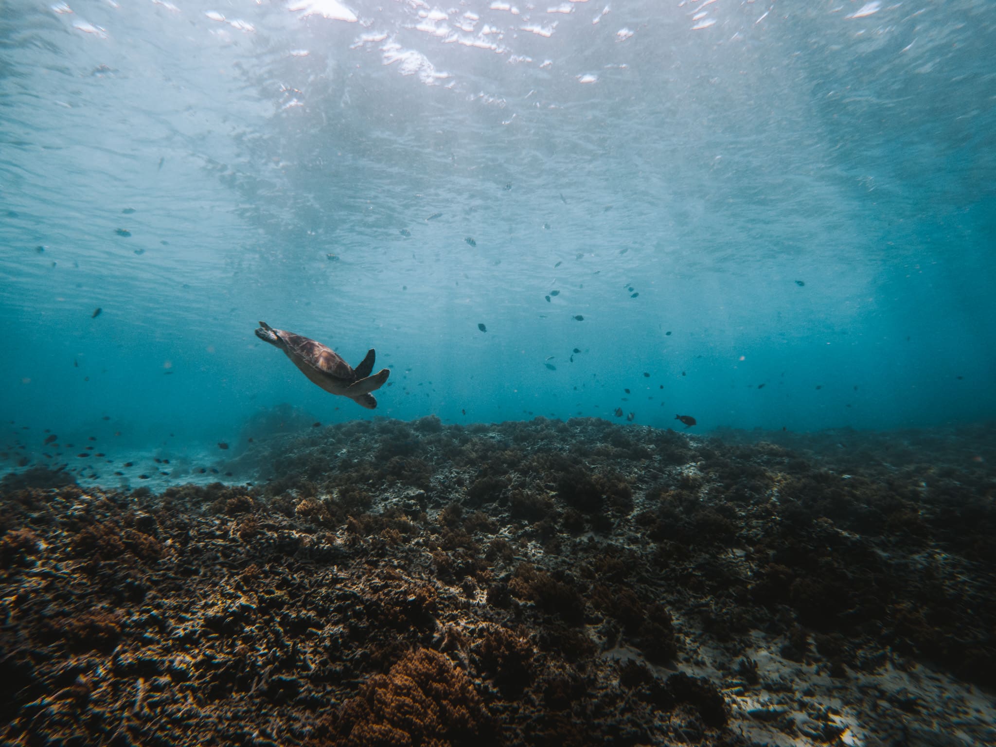 voir tortues iles gilis