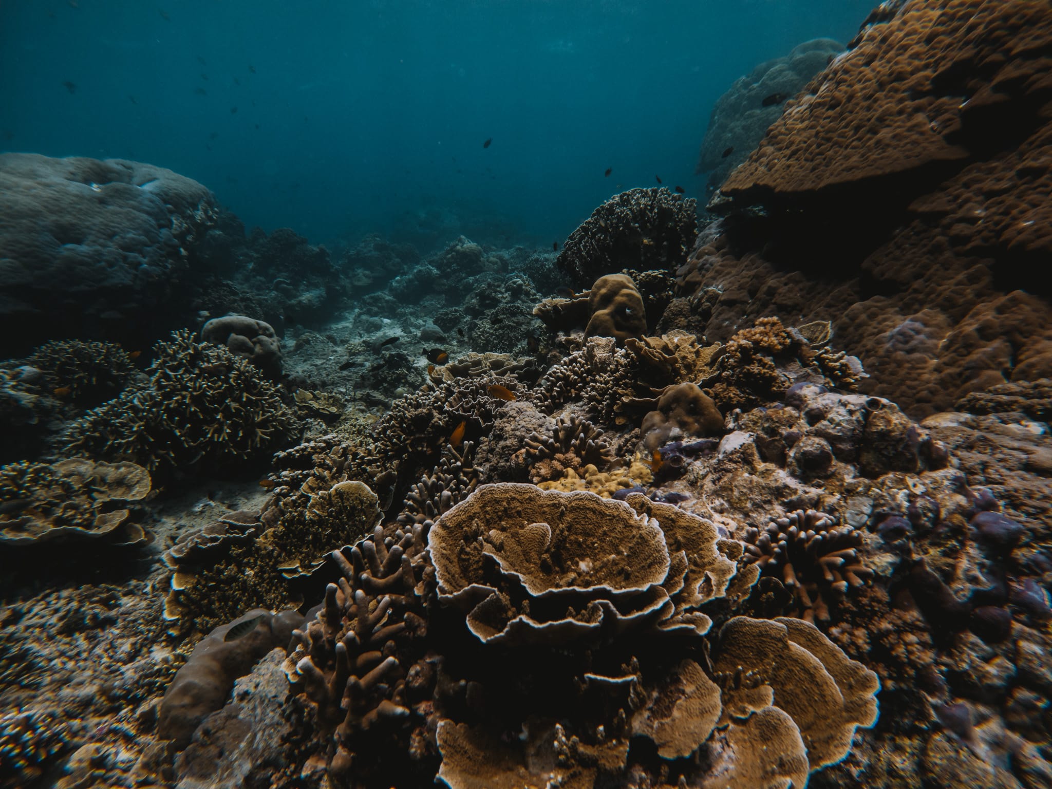 jardin de corail snorkeling gili