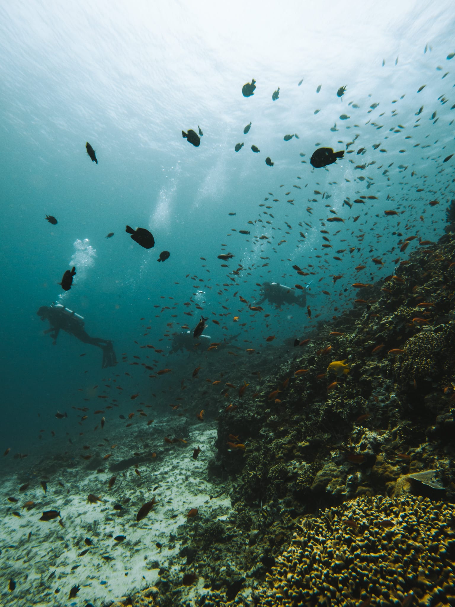 De la vie sous marine gili trawangan
