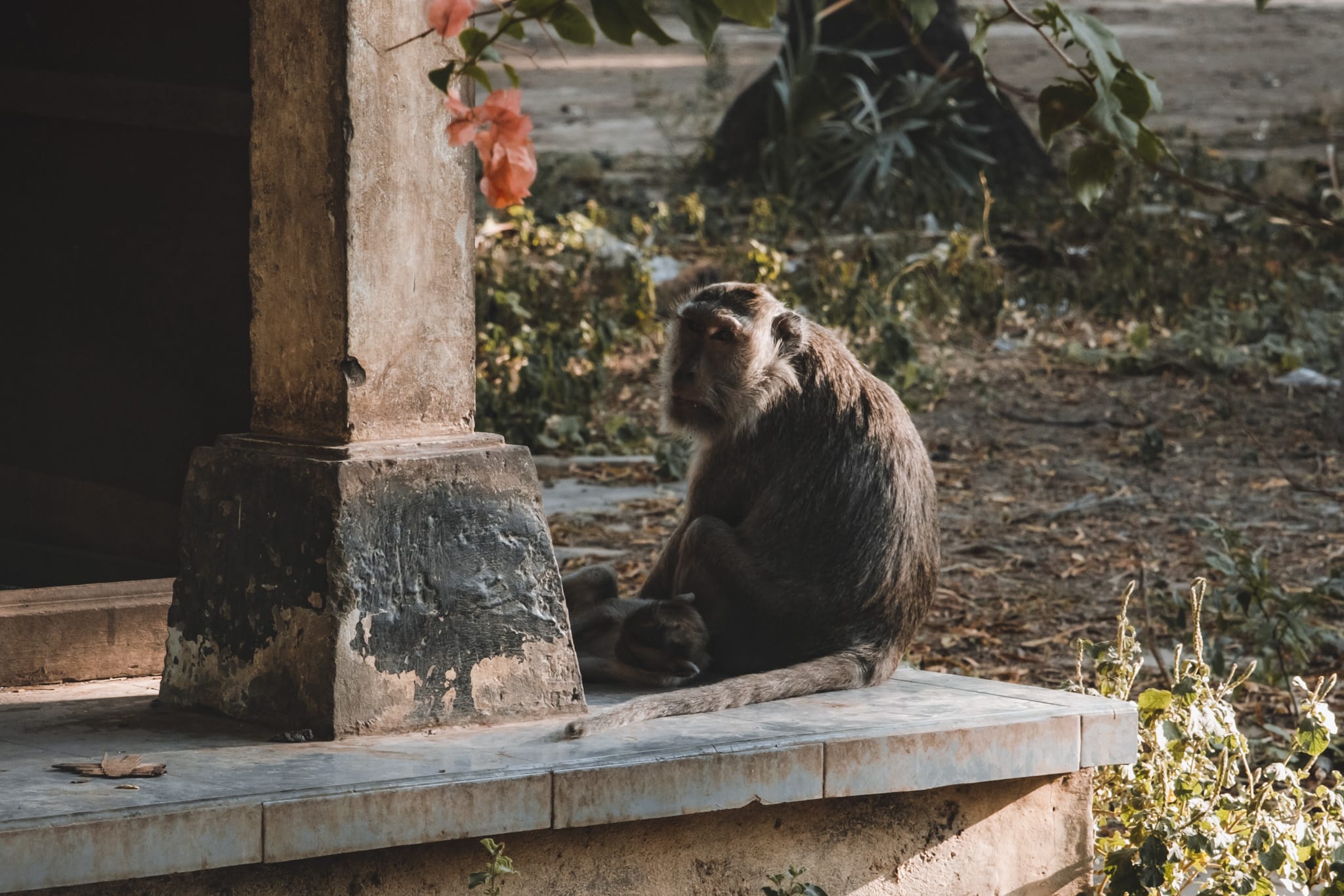pura belaki pemuteran nord bali