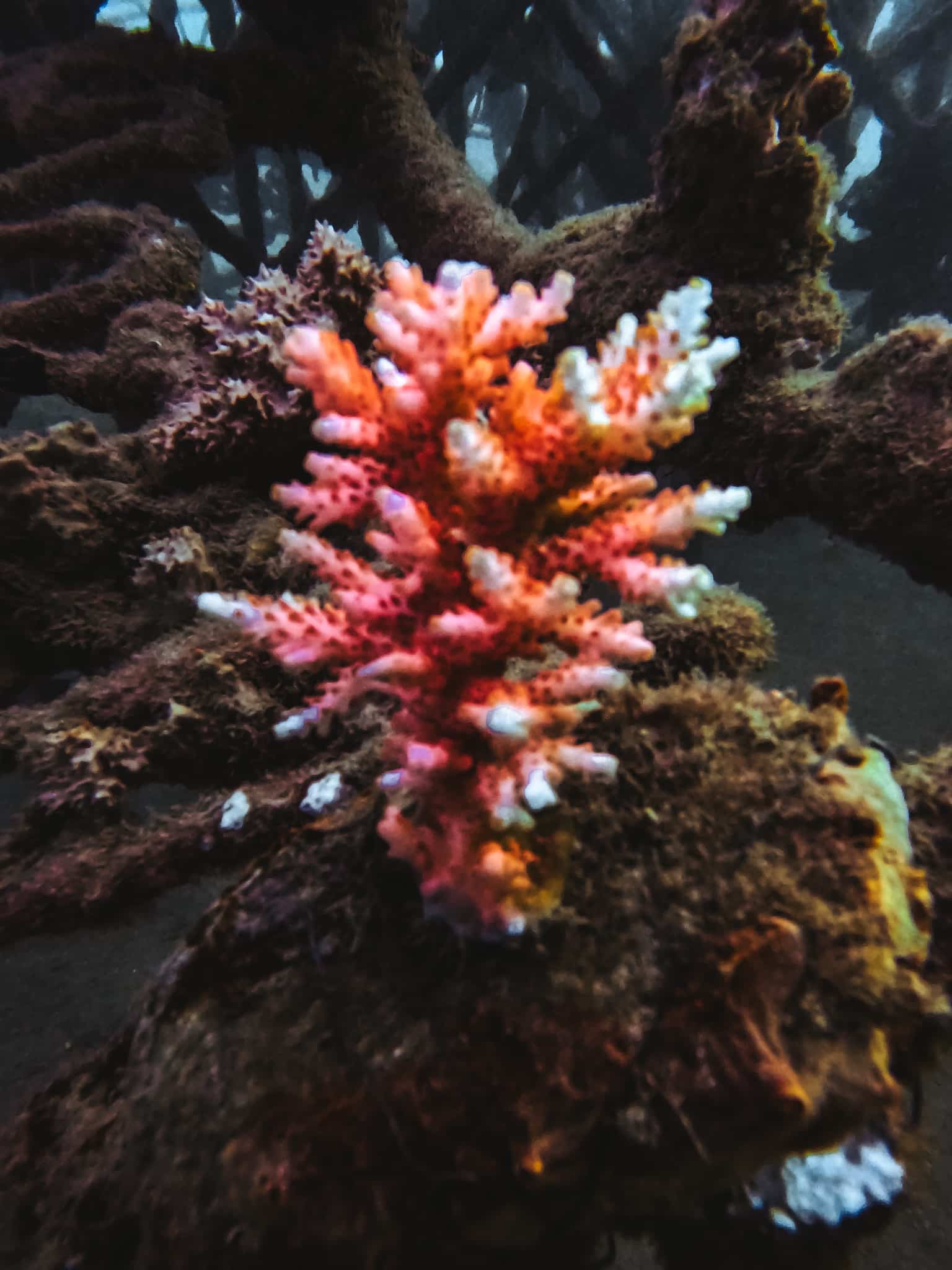 Un bébé corail
