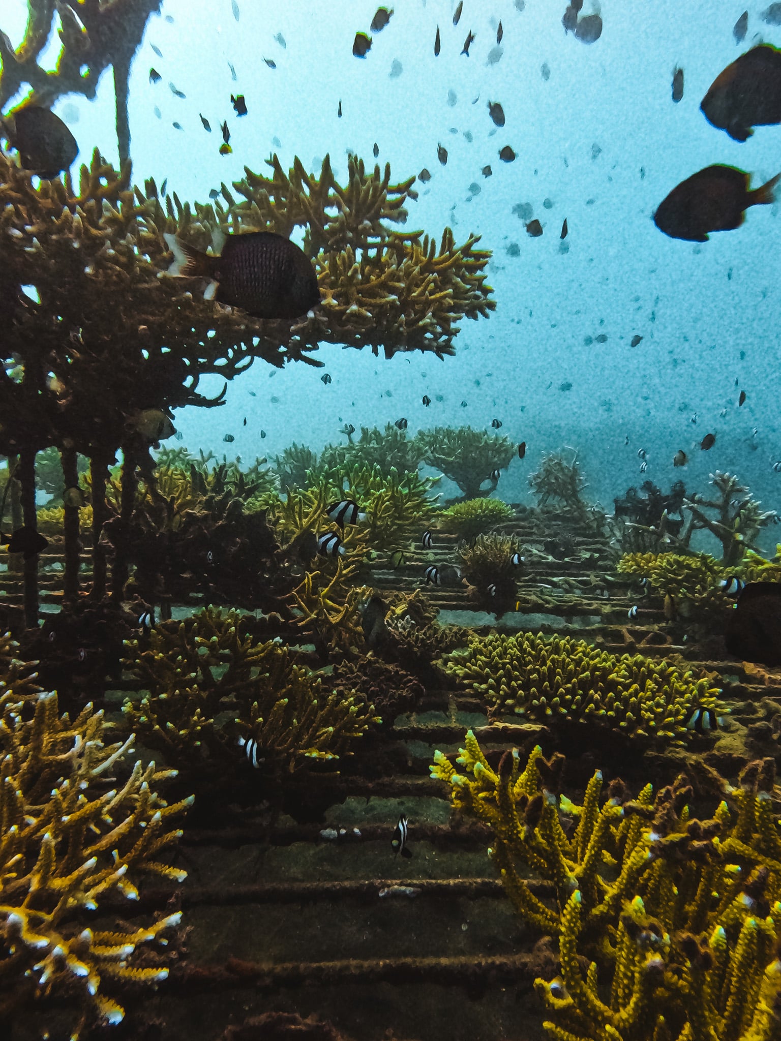 plongée sur le bio rock de pemuteran nord bali