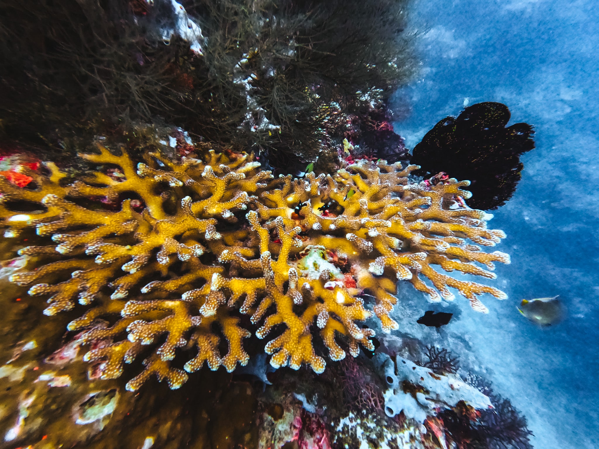 coraux nord bali pemuteran