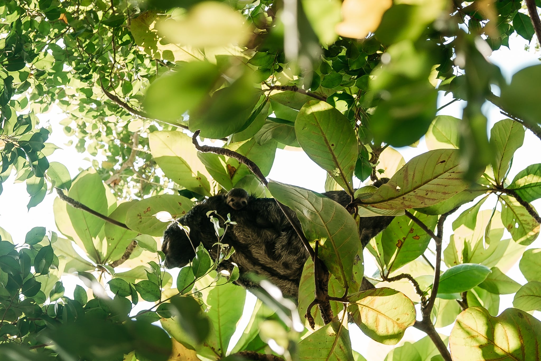 voir des paresseux a cartagene des indes colombie