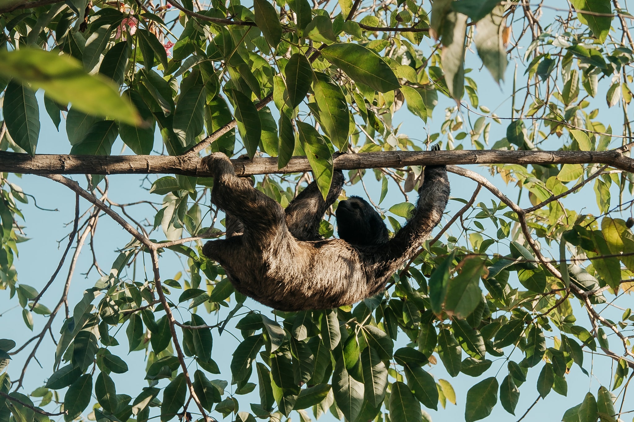 cartagena colombien paresseux parque centenaria