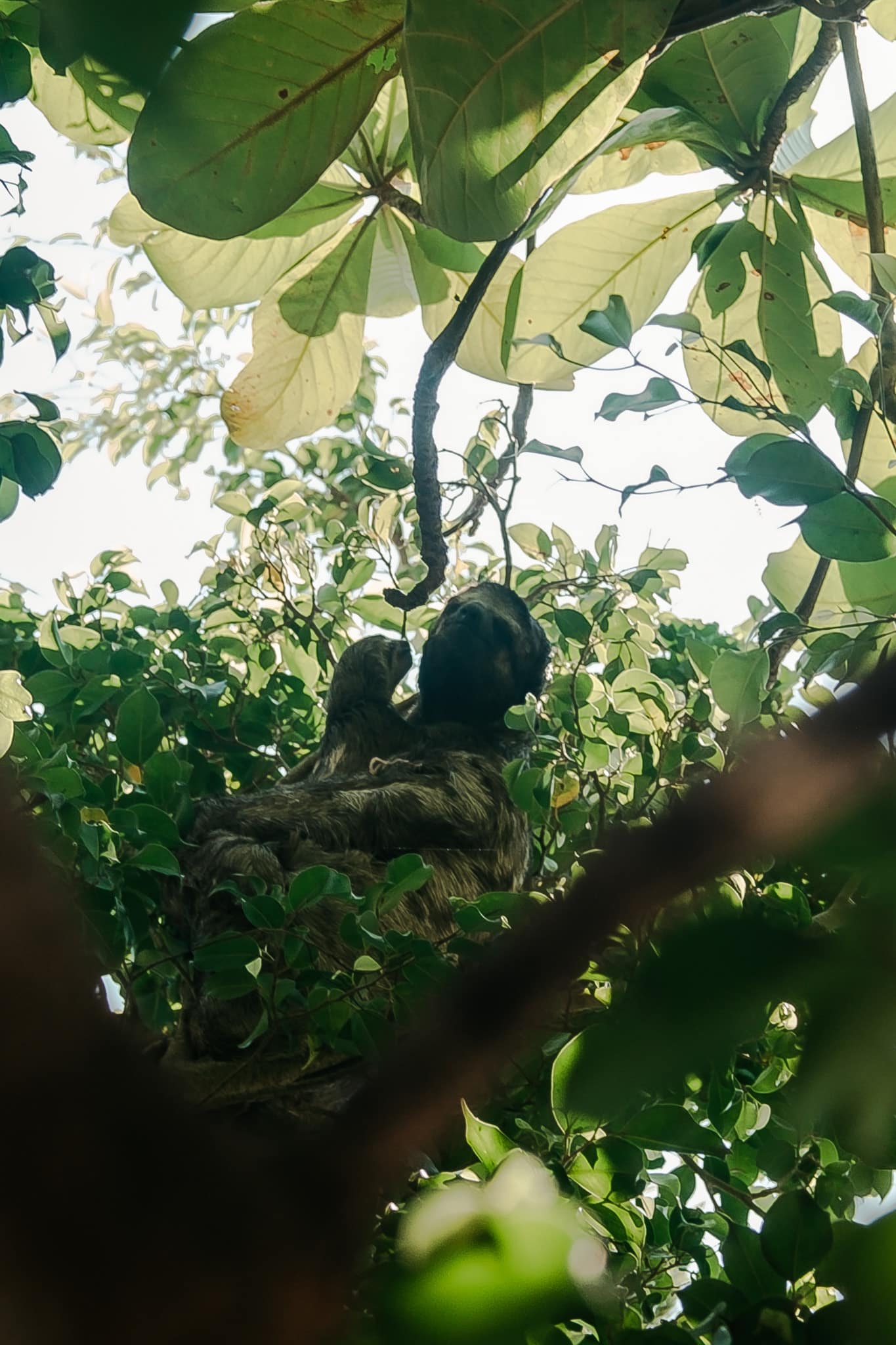 voir de paresseux au parque del centenario
