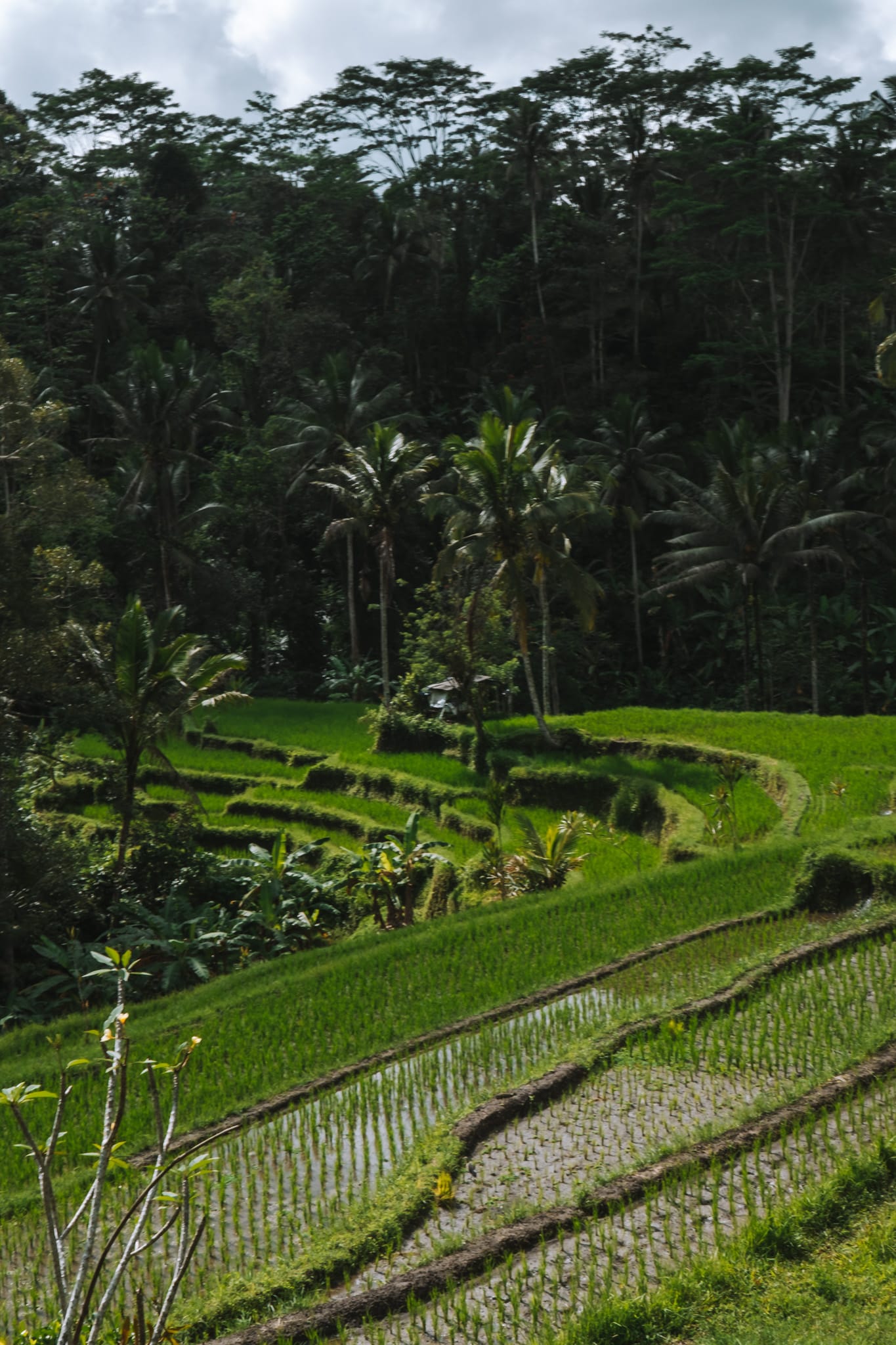 que faire a ubud ? Se balader entre temples et rizières