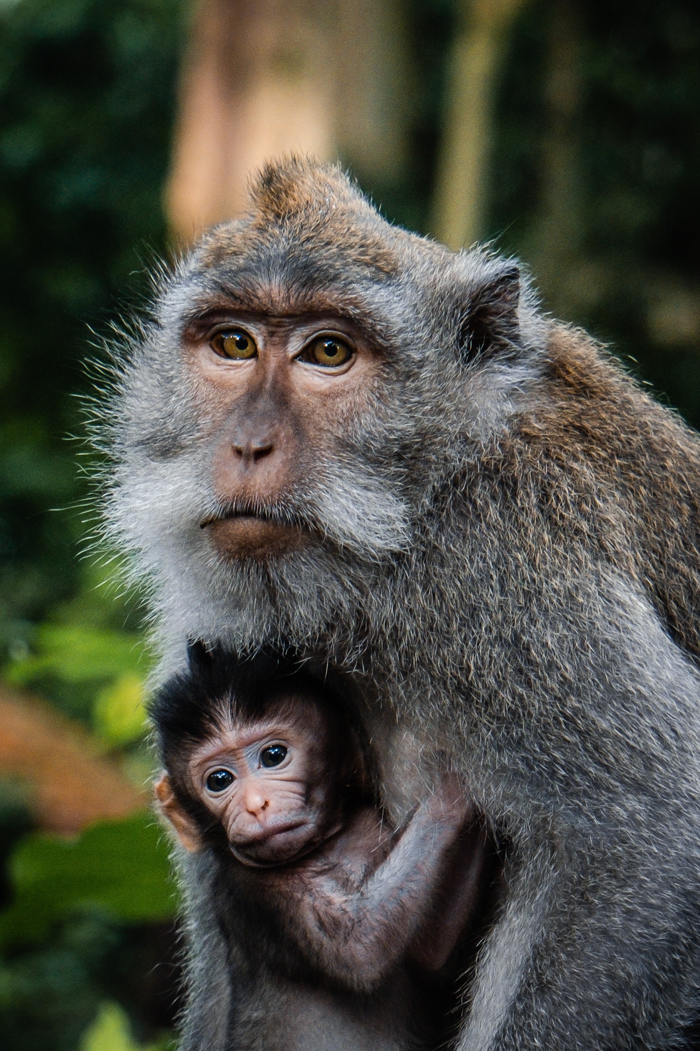 portrait singe monkey forest ubud bali