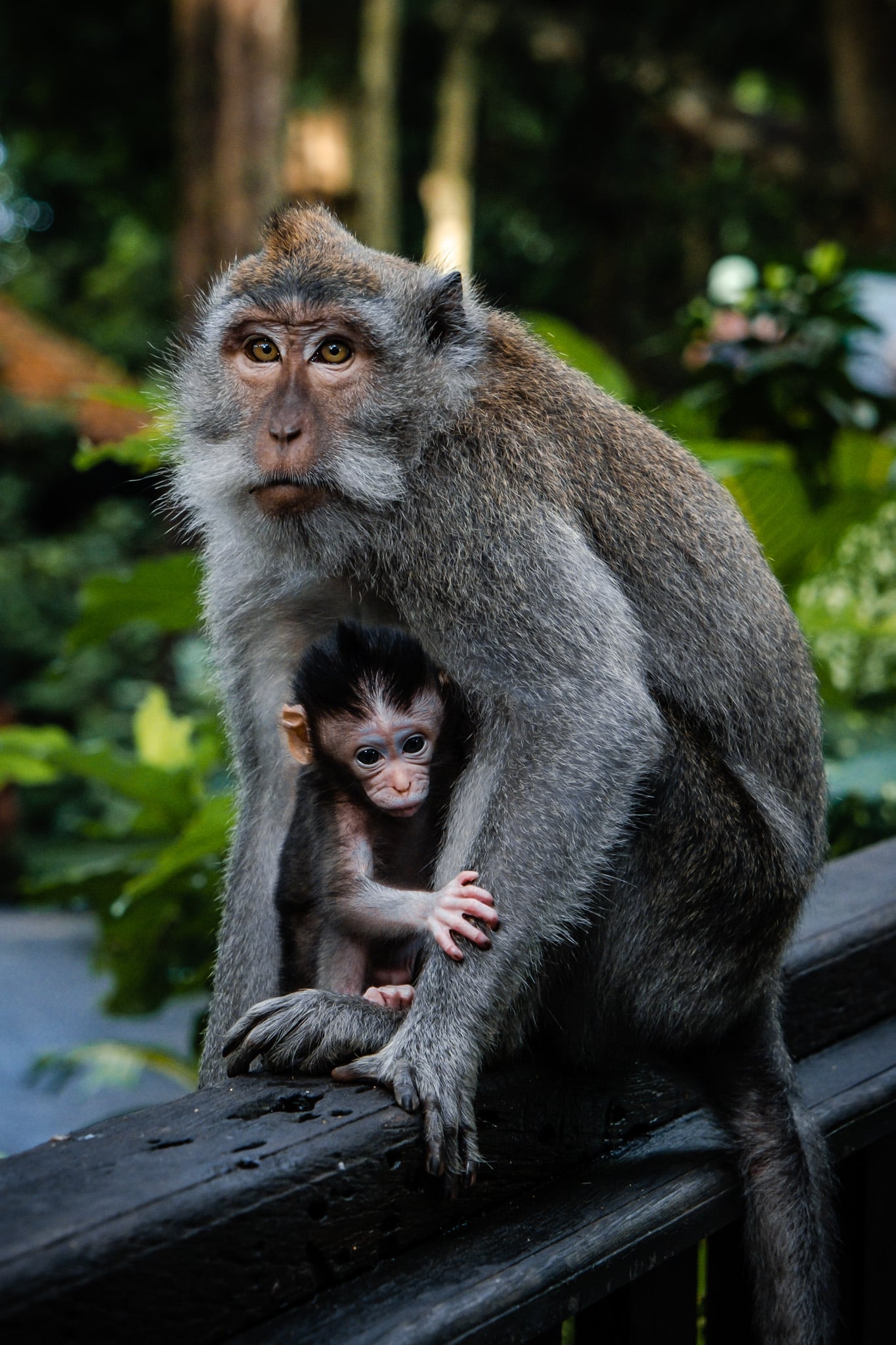 monkey forest ubud bali