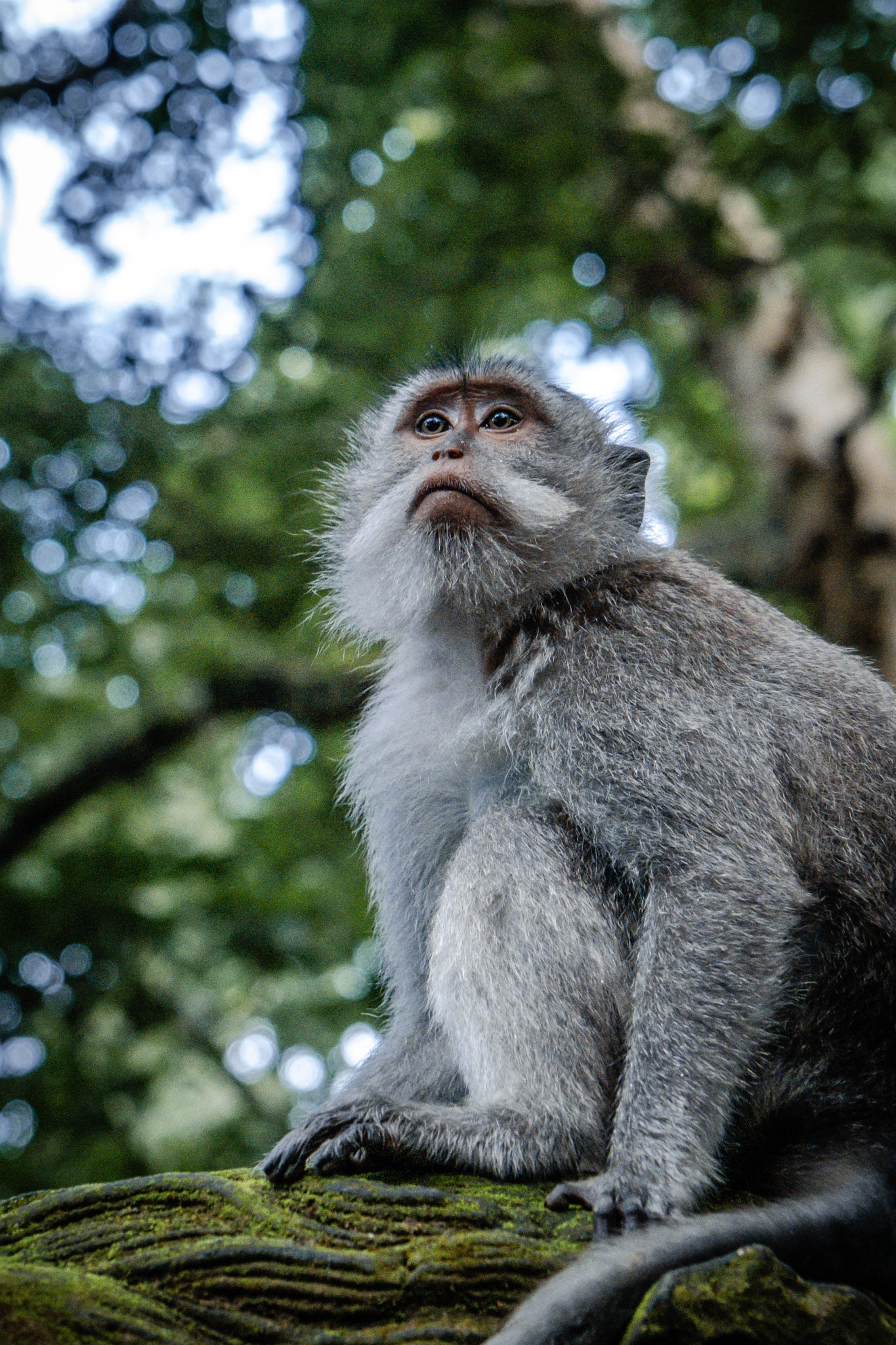 que faire à ubud à bali ? Visiter la monkey forest